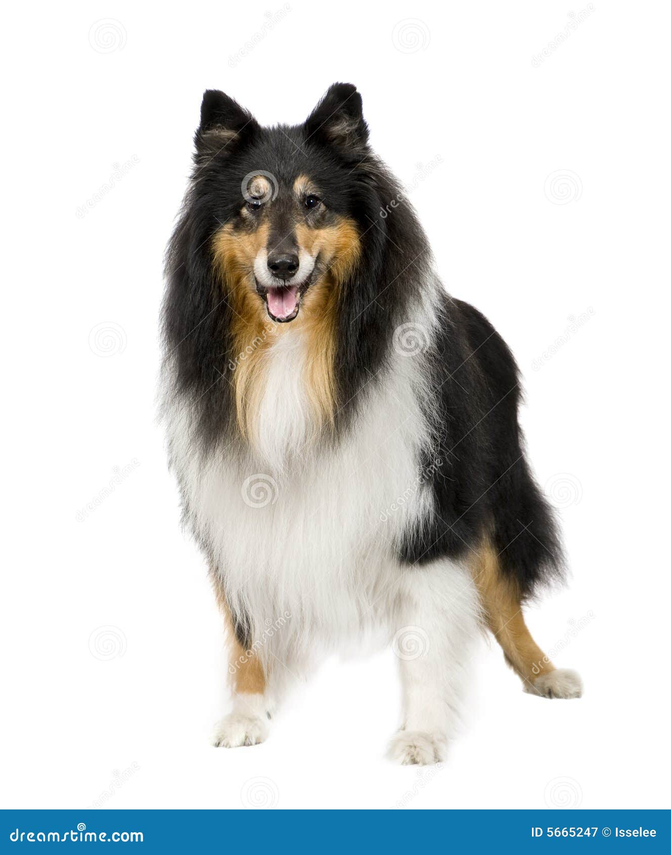 rough collie (9 years)