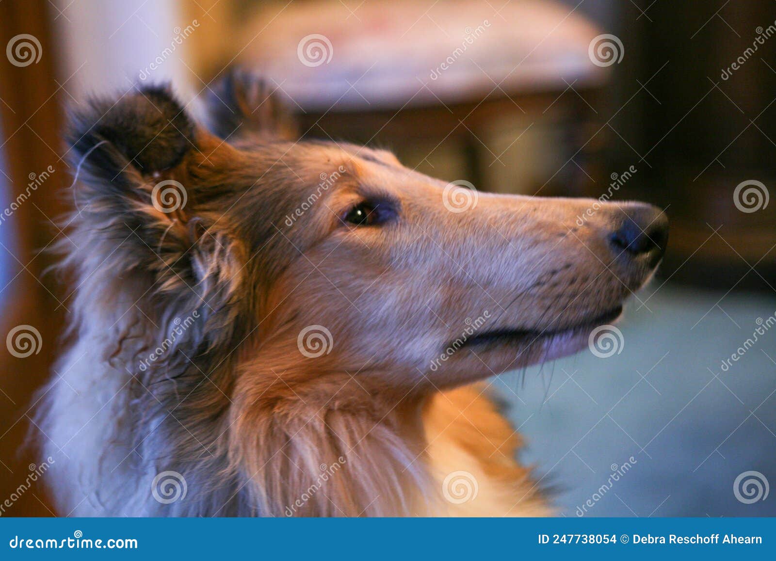 The Rough Collie AKA The Lassie Dog: everything you need to know