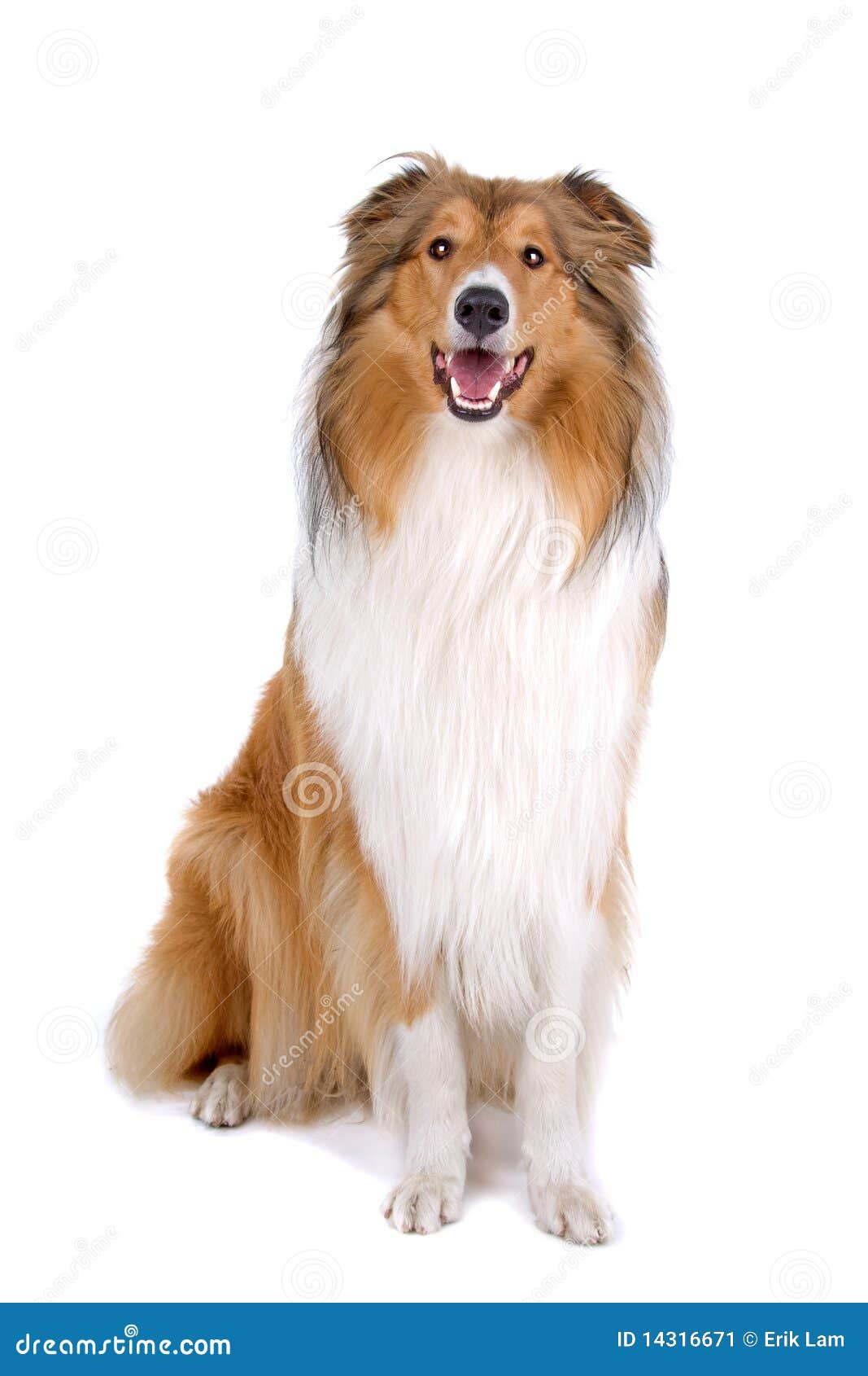 Lassie dog Stock Photos, Royalty Free Lassie dog Images