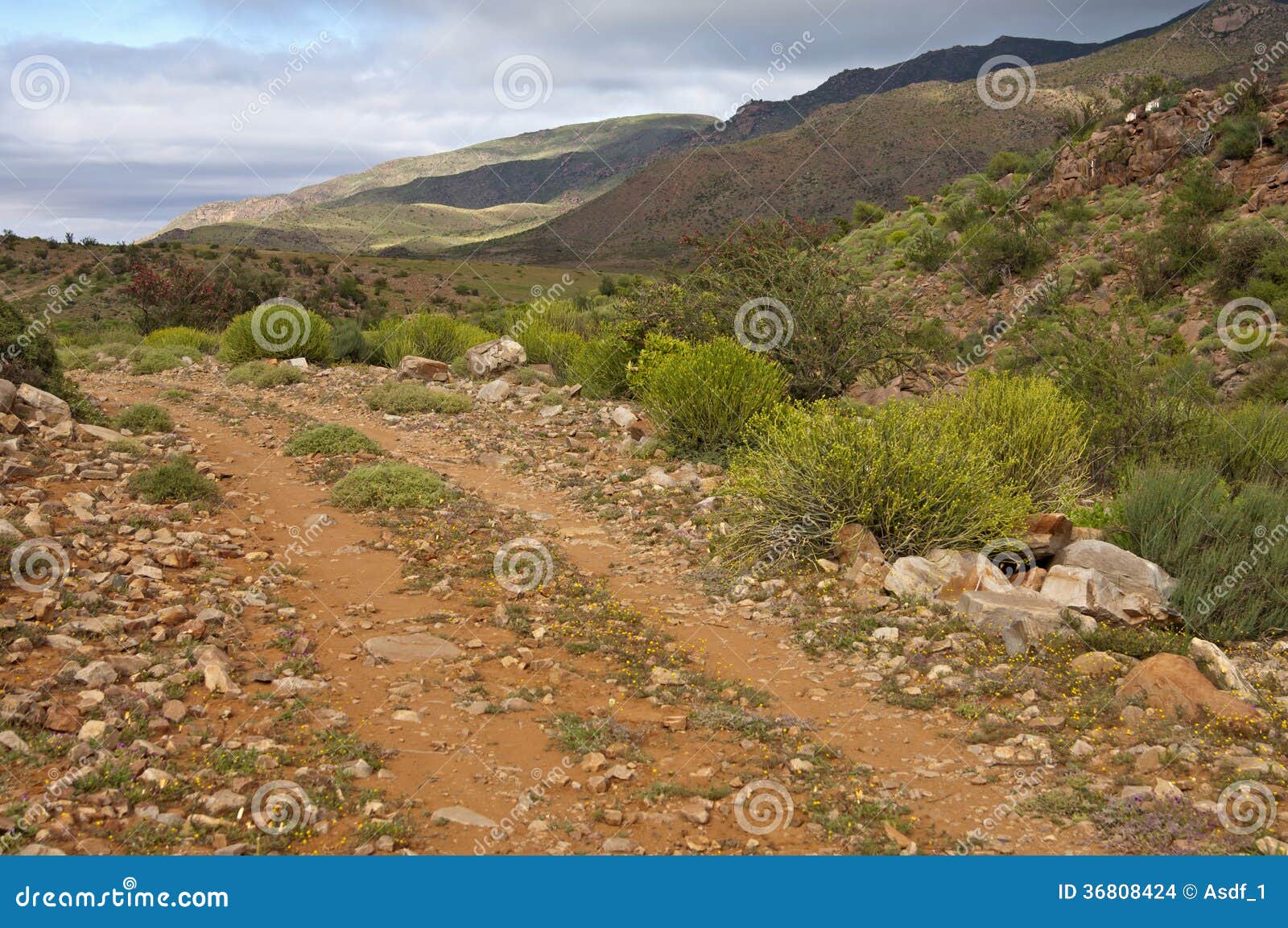 rough road in the nama karoo shrubland