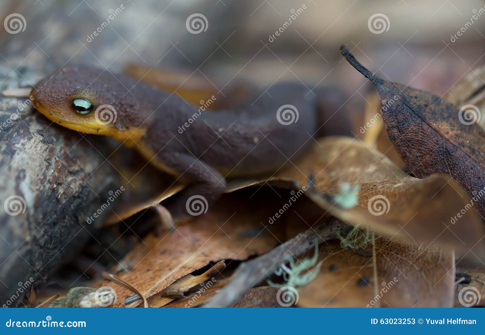 rough-skinned newt (taricha granulosa) crawling on leaves.