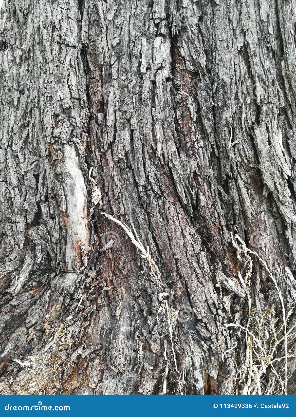 rough texture trunk tree