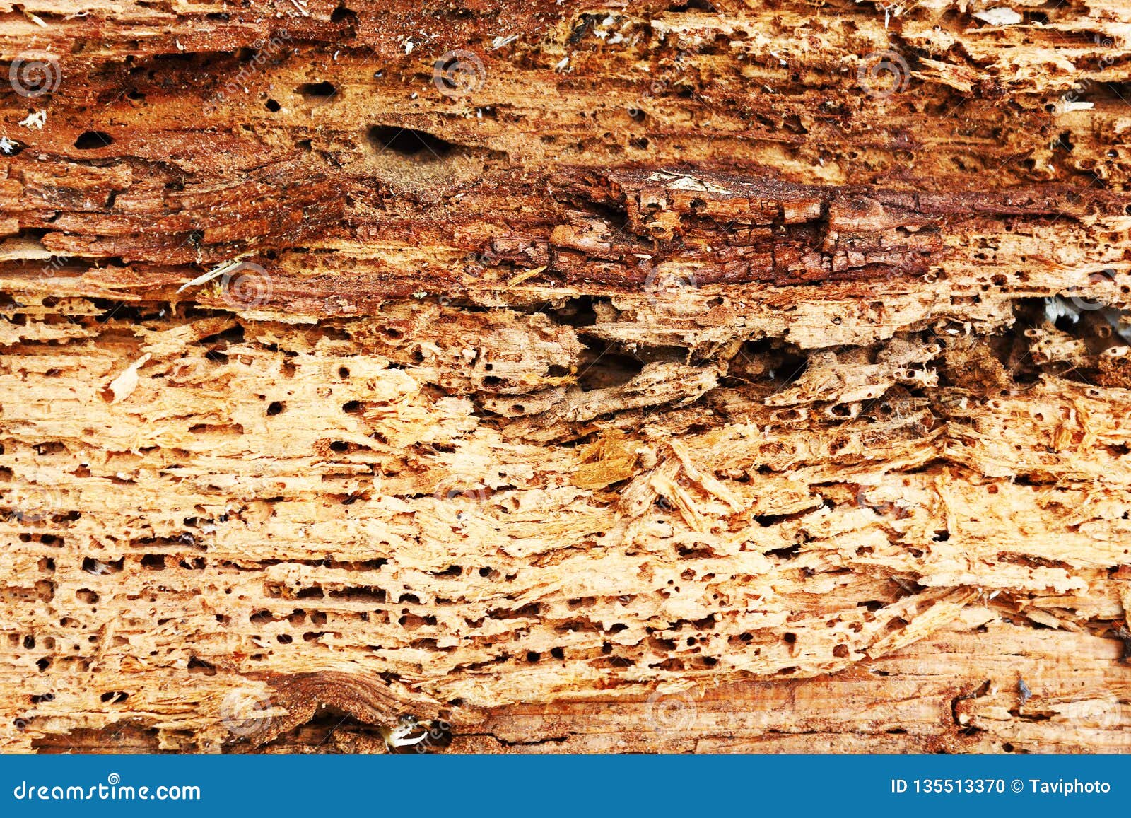 Rough Texture Of Wood Destroyed By Boring Insects Stock Photo