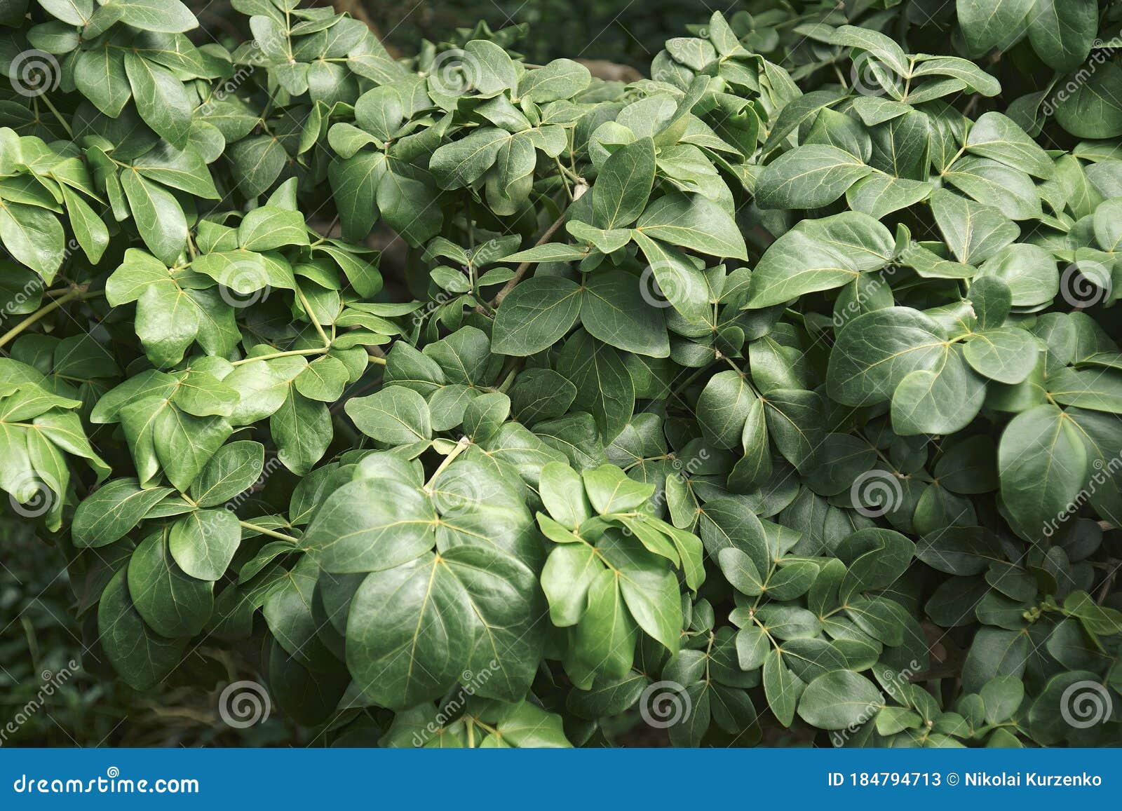 roughbark lignum-vitae plant