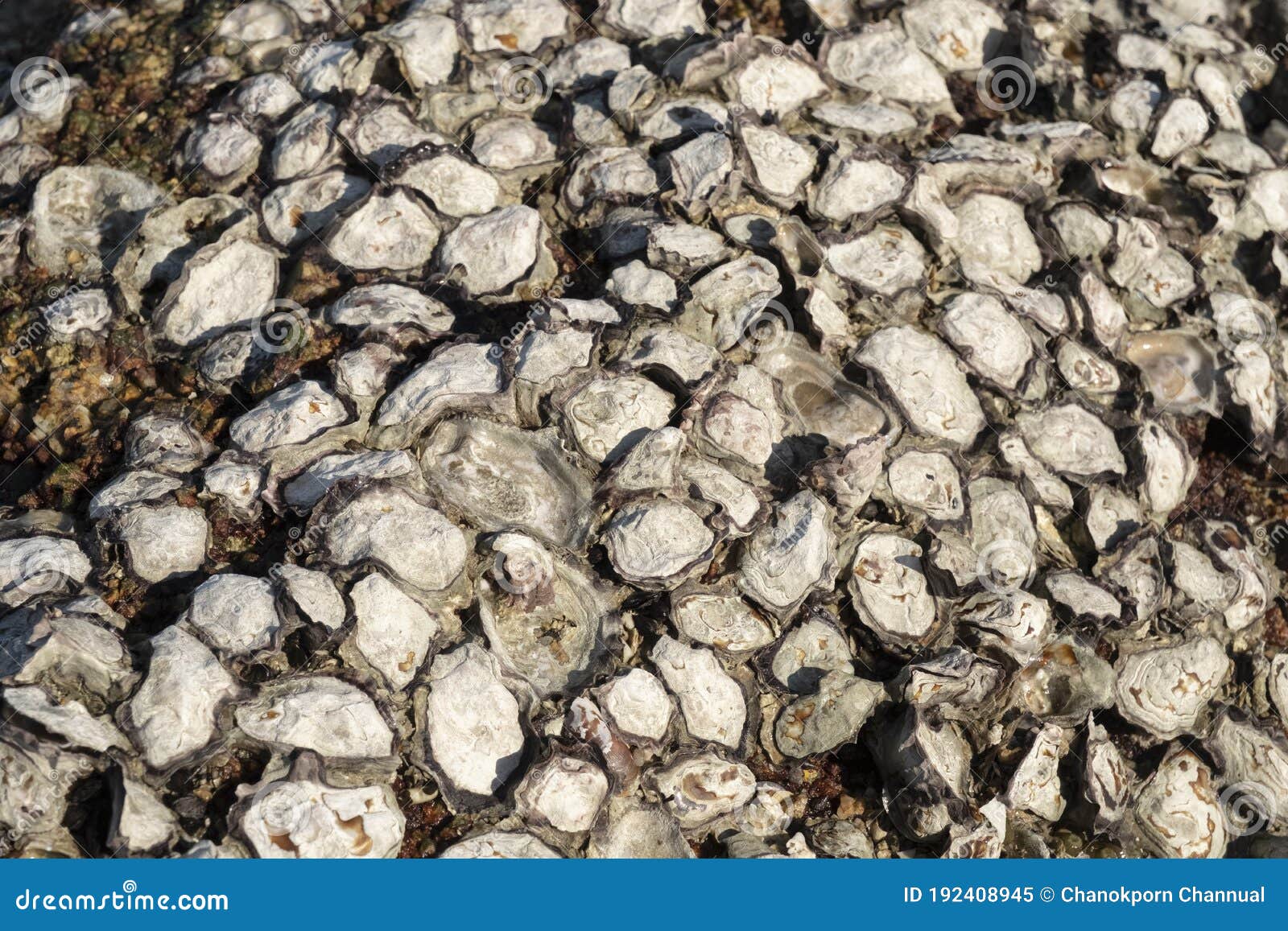 Roughly Fresh Oysters Shell On Beach Near Sea Or Ocean ...