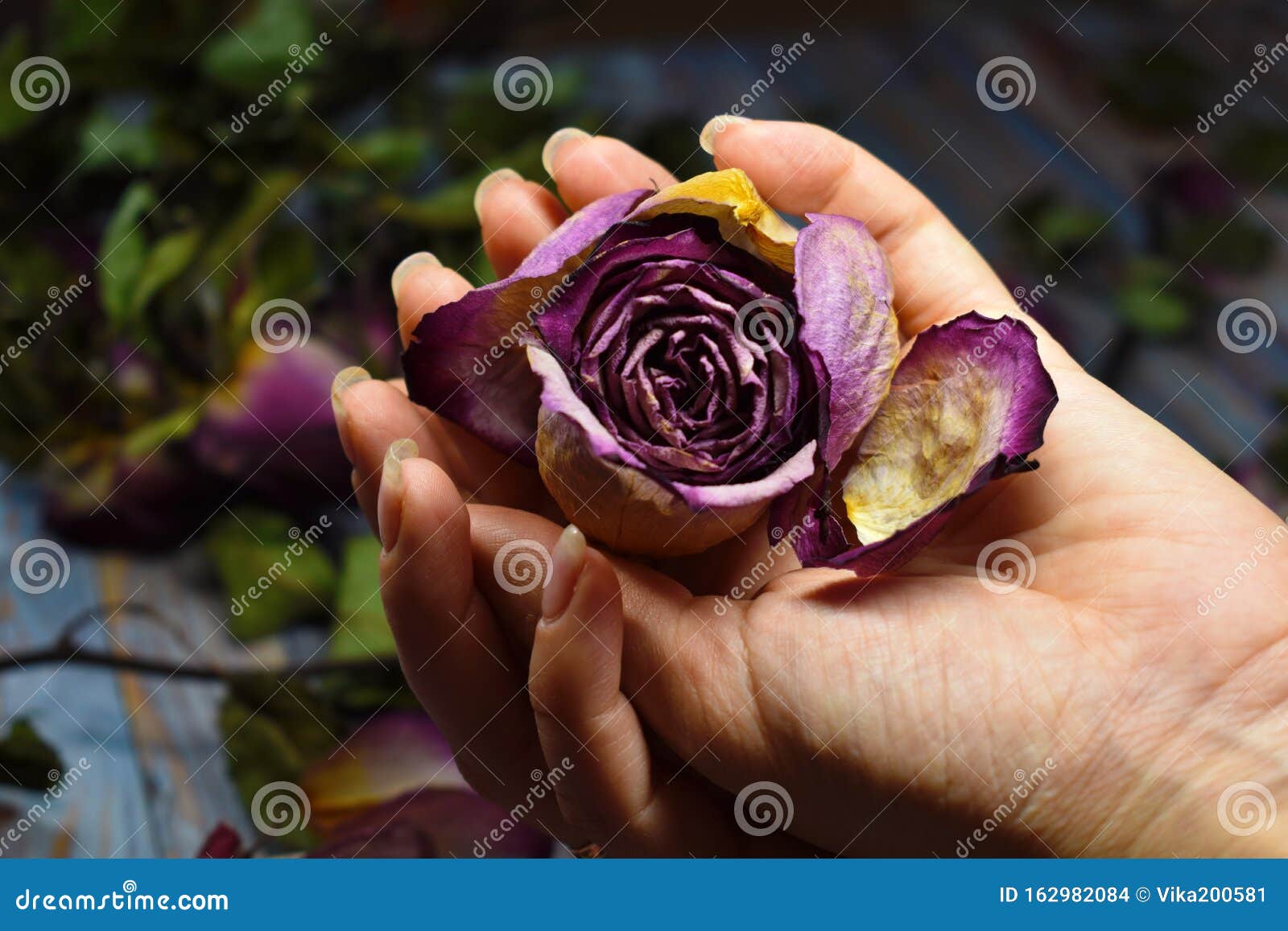 Roulement Et Fragilité De La Vie Les Bourgeons De Rose Sèches Dans ...