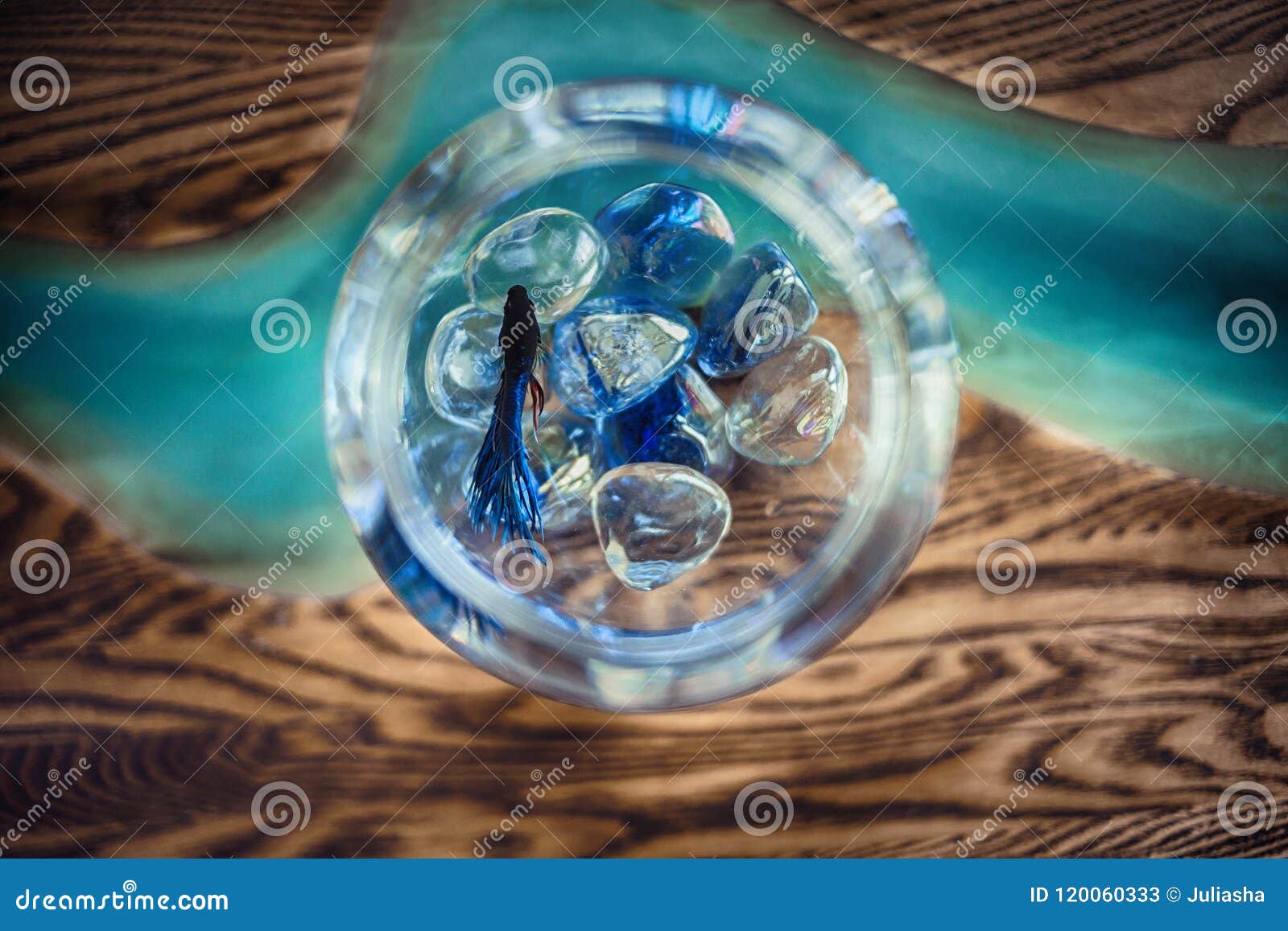 Aquarium with Blue Small Fish Stock Image - Image of brown, background