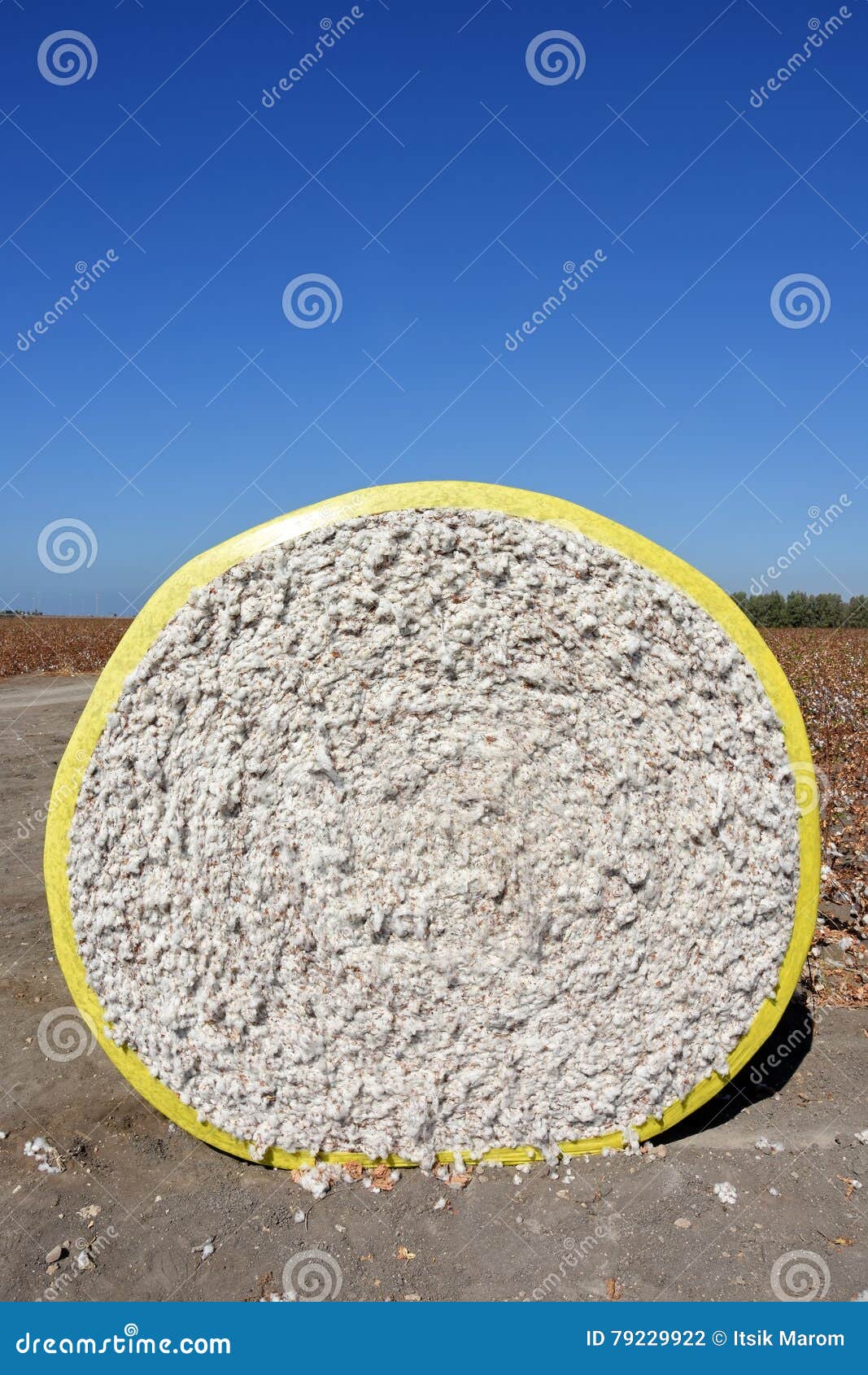 Round bale of cotton stock photo. Image of round, wrapped 79229922