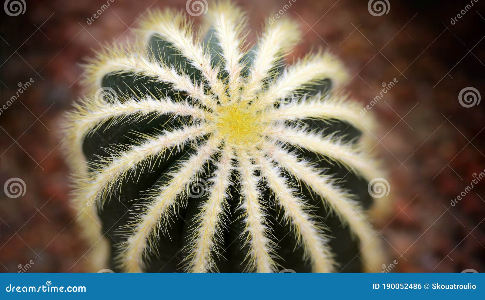 spherical cactus in a tropical botanical garden in bangkok, thailand, macro photography. 