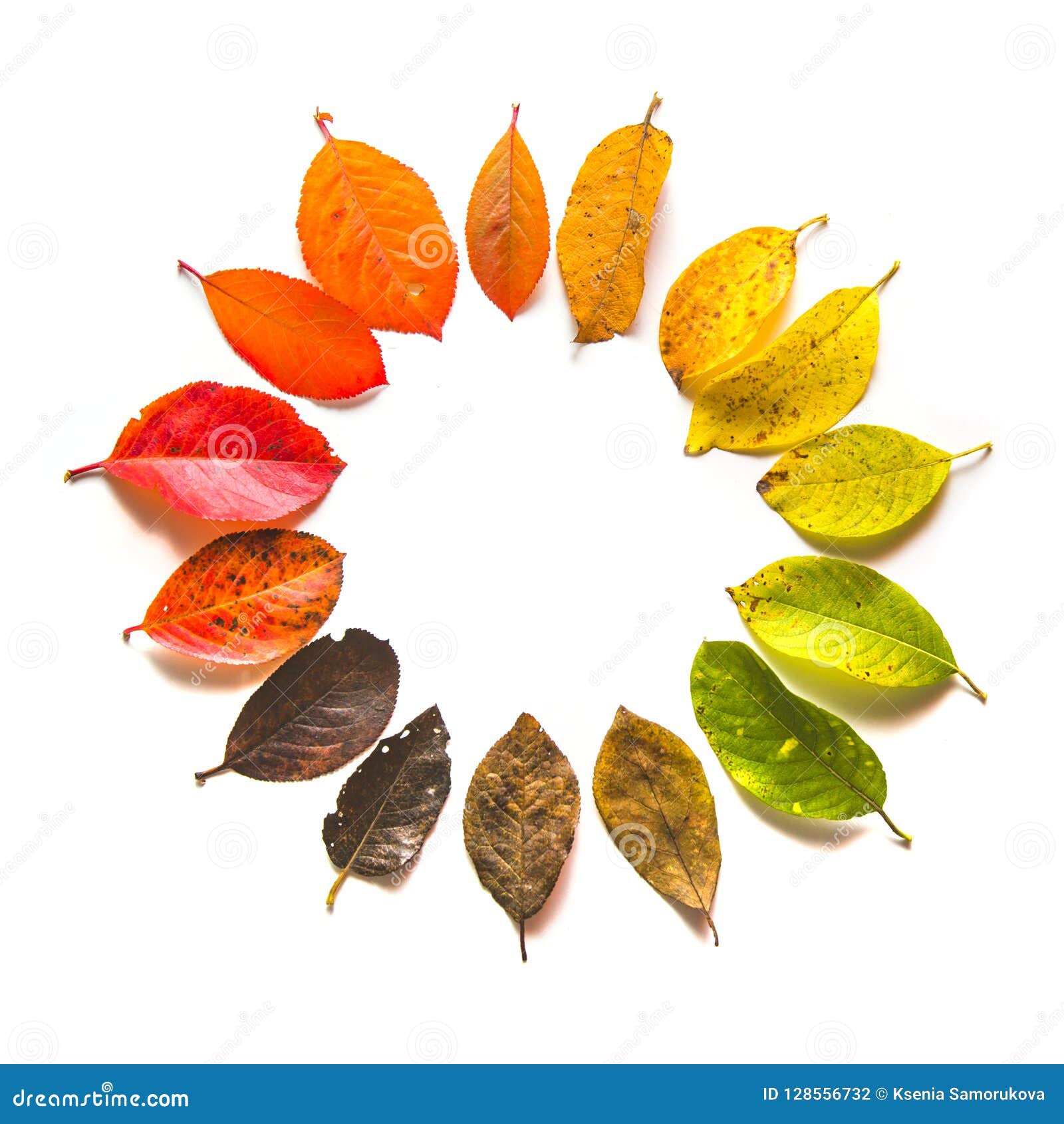 Round Gradient of Fall Leaves. Autumn Stock Photo - Image of table ...