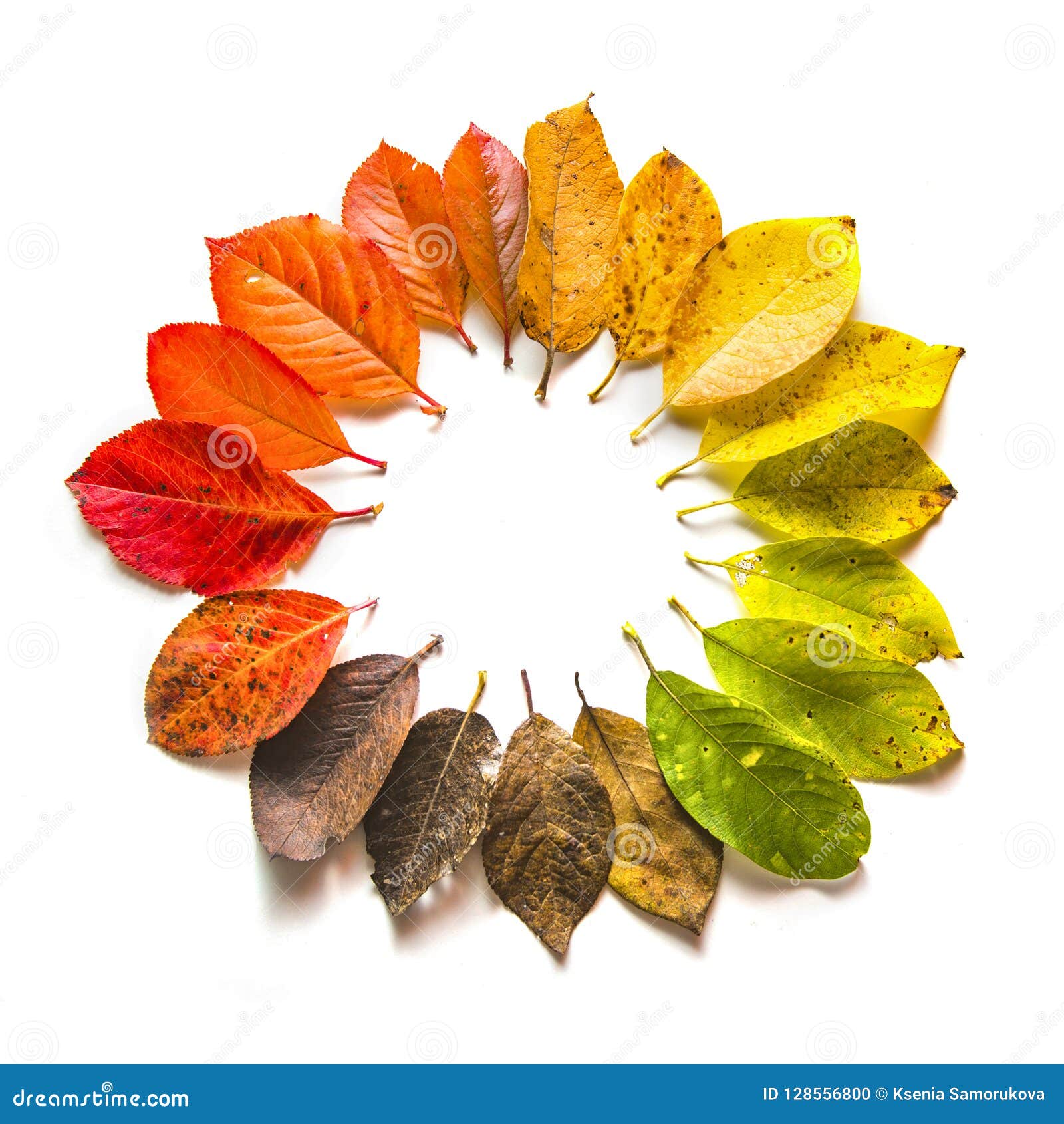Round Gradient of Fall Leaves. Autumn Stock Photo - Image of gradient ...