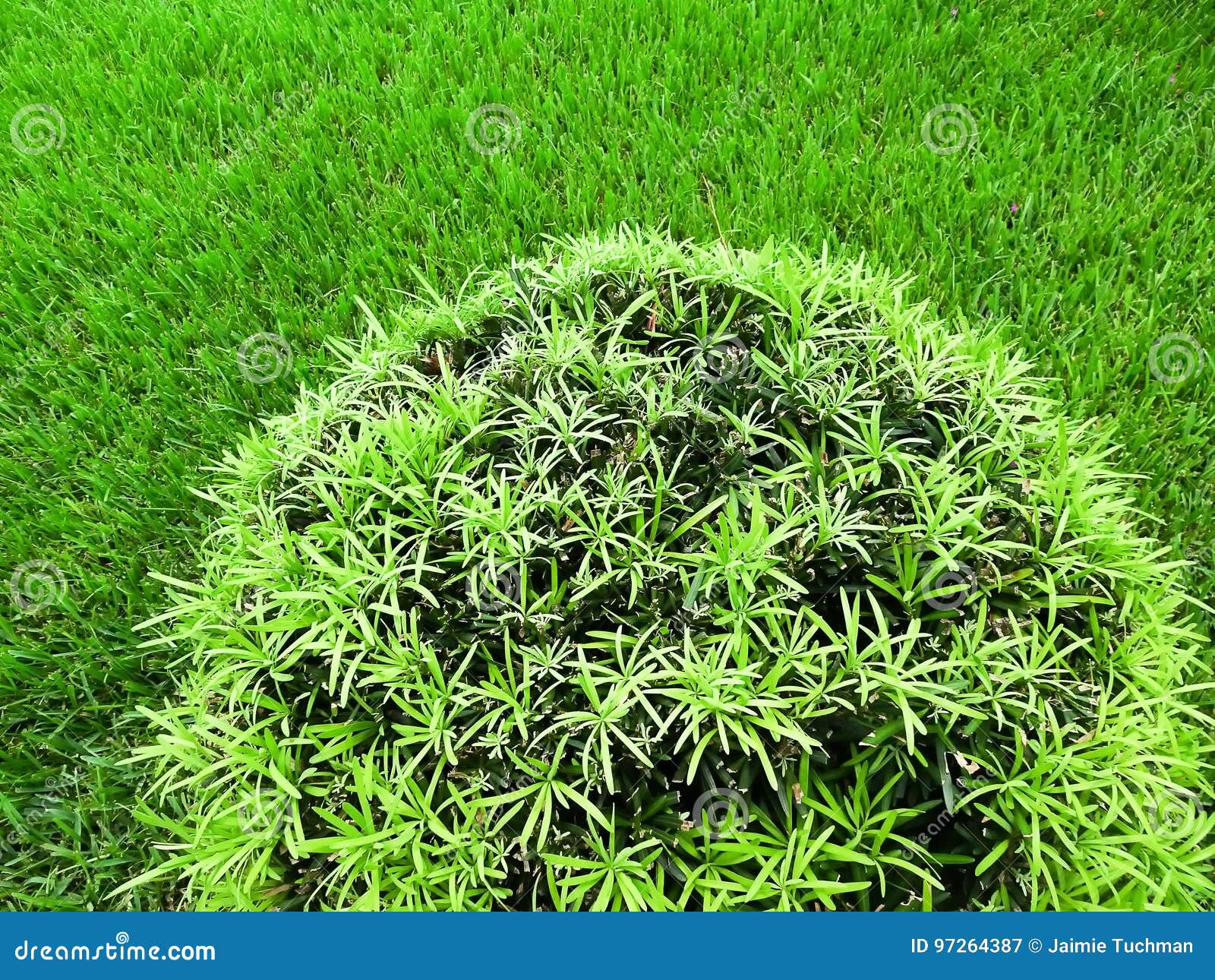 Round Green Bush Topiary Against Green Grass Stock Image ...