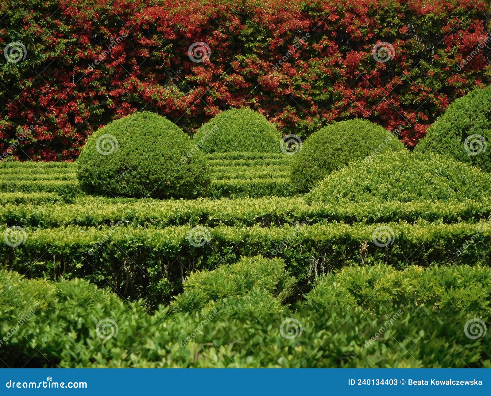 fancy shrubs and red flowers in the background at the ajuda botanical garden ( jardim botÃÂ¢nico da ajuda ) in lizbon