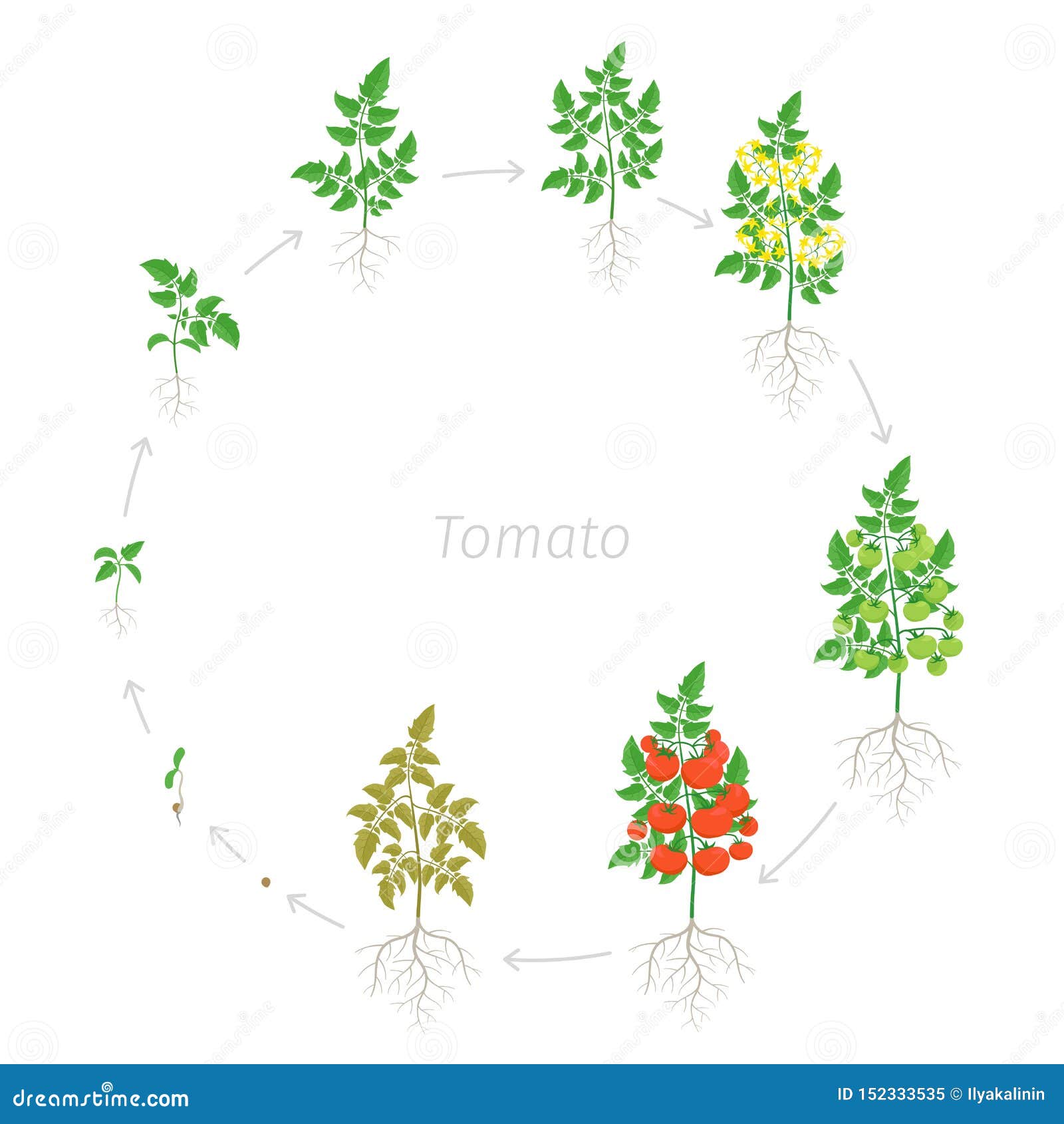 Round Growth Stages of Red Tomato Cherry Plant. Ripening Period Stock ...