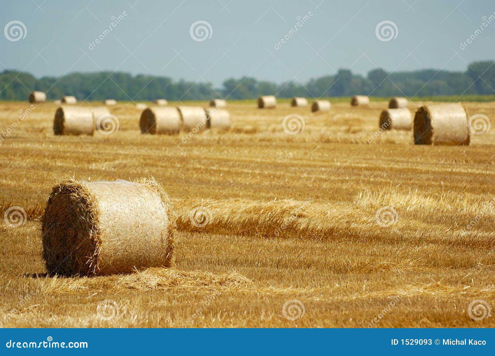 Round hay bales stock image. Image of nature, grow, farming 1529093