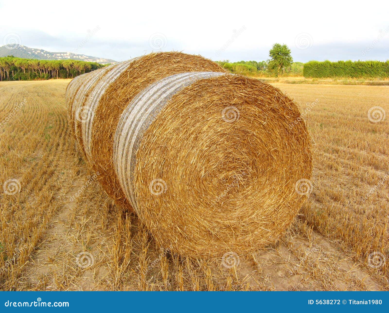 Round hay bales stock photo. Image of outdoors, summery 5638272