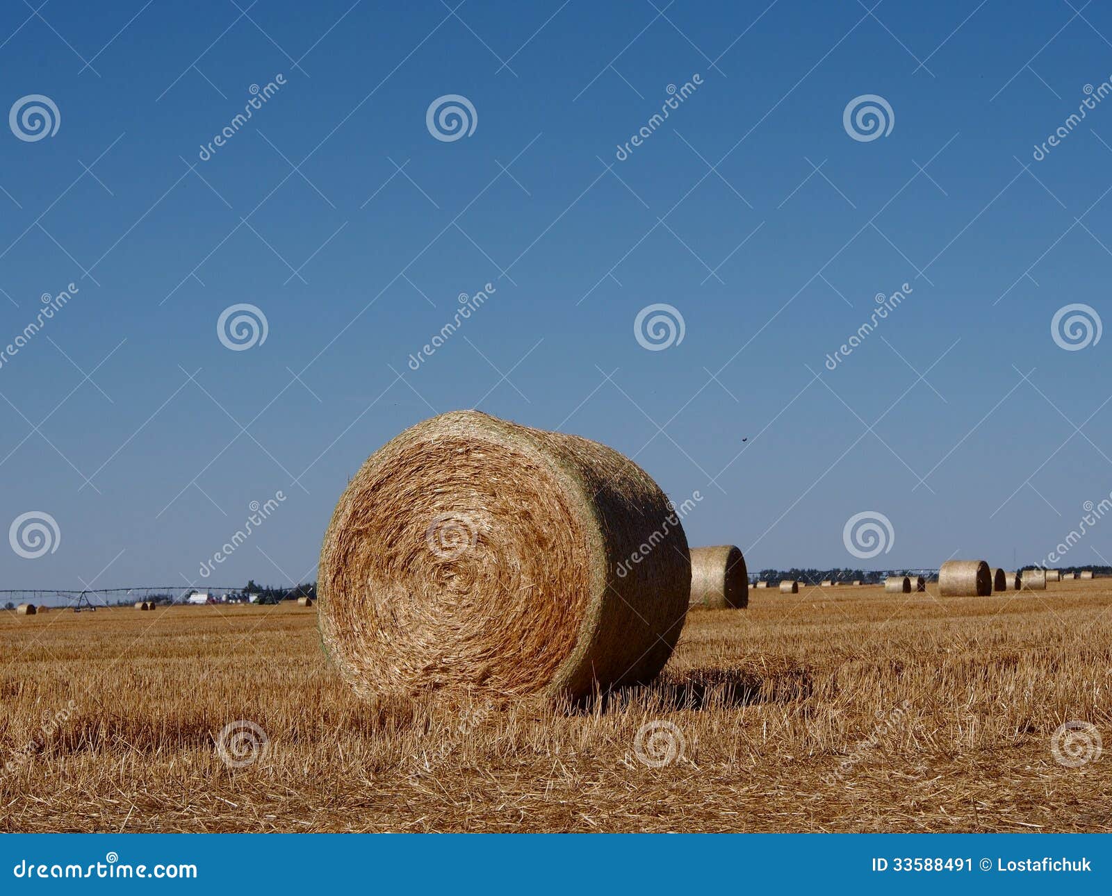 Round Hay Bales in Alberta Prairie Field Stock Image Image of harvest