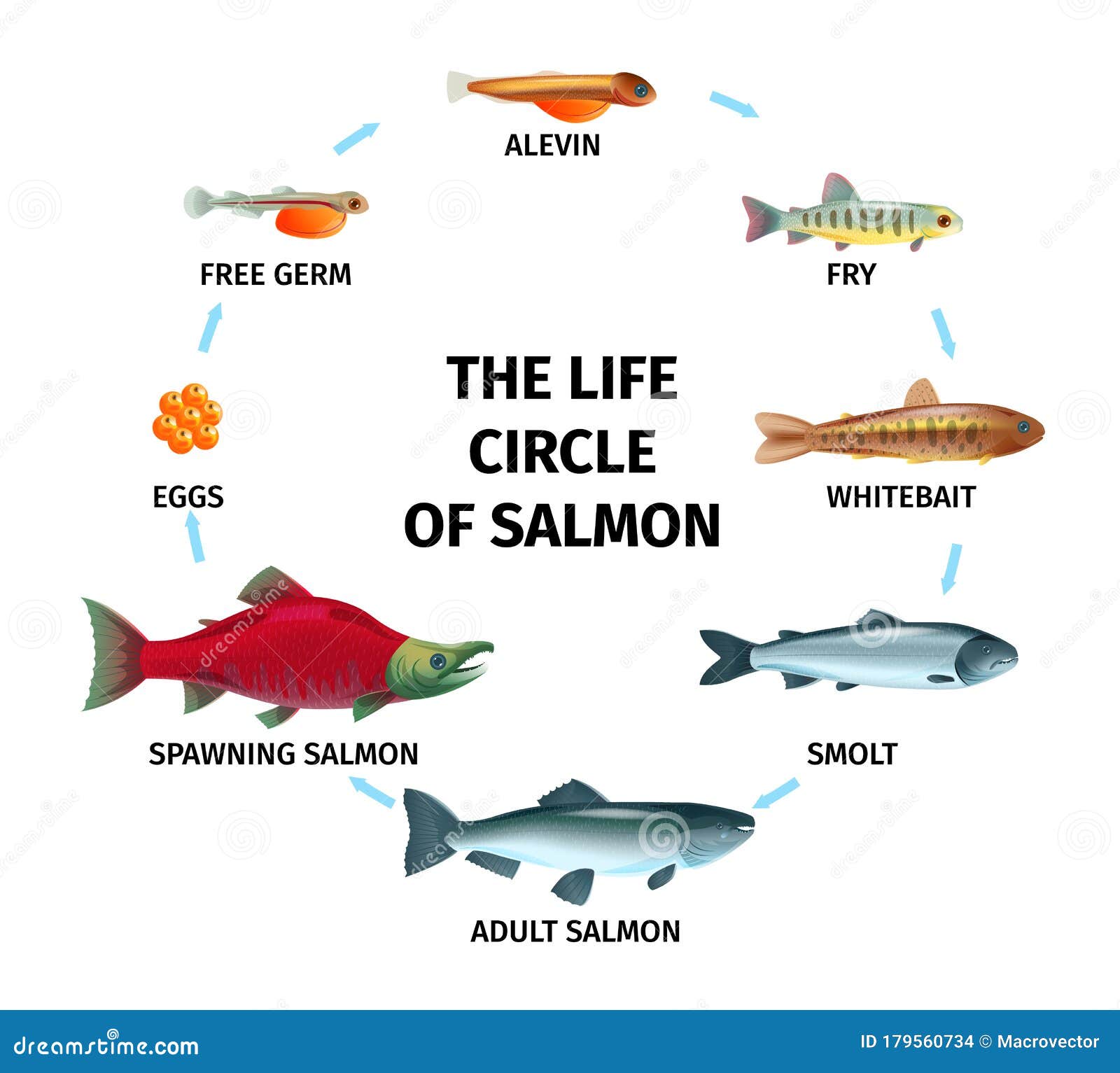 Life cycle of salmon eggs to tiny fish. - Picture of Friends of