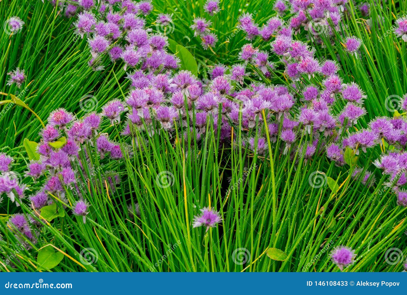 Round Purple Flowers on Long Green Stems Stock Image Image of petal