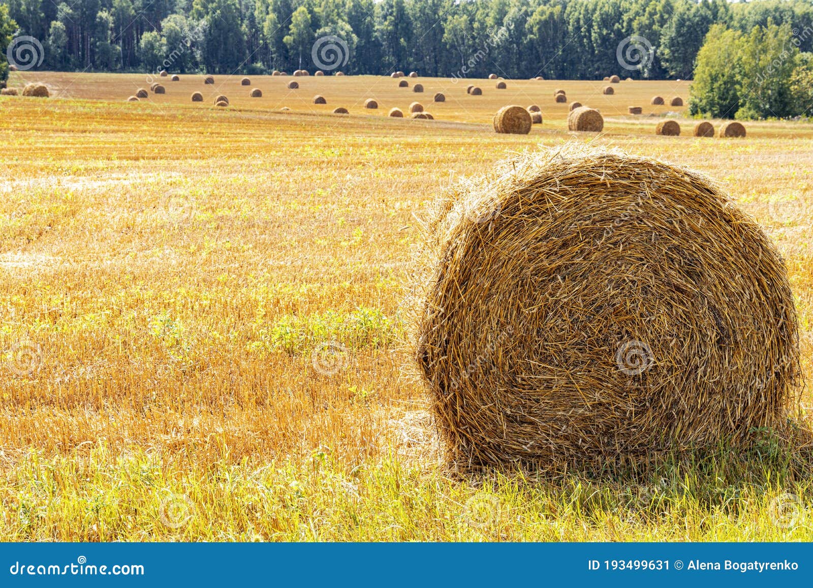 Sheaf Of Straw RoyaltyFree Stock Photo 28058595