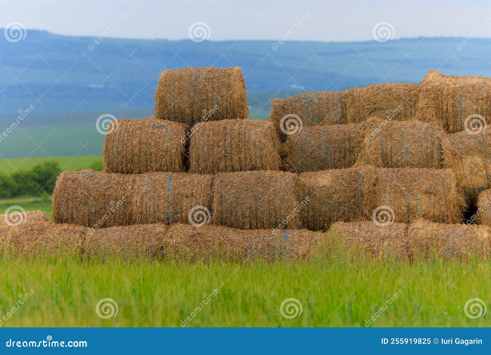 Round Sheaves of Hay in Rolls. Background with Copy Space Stock Image