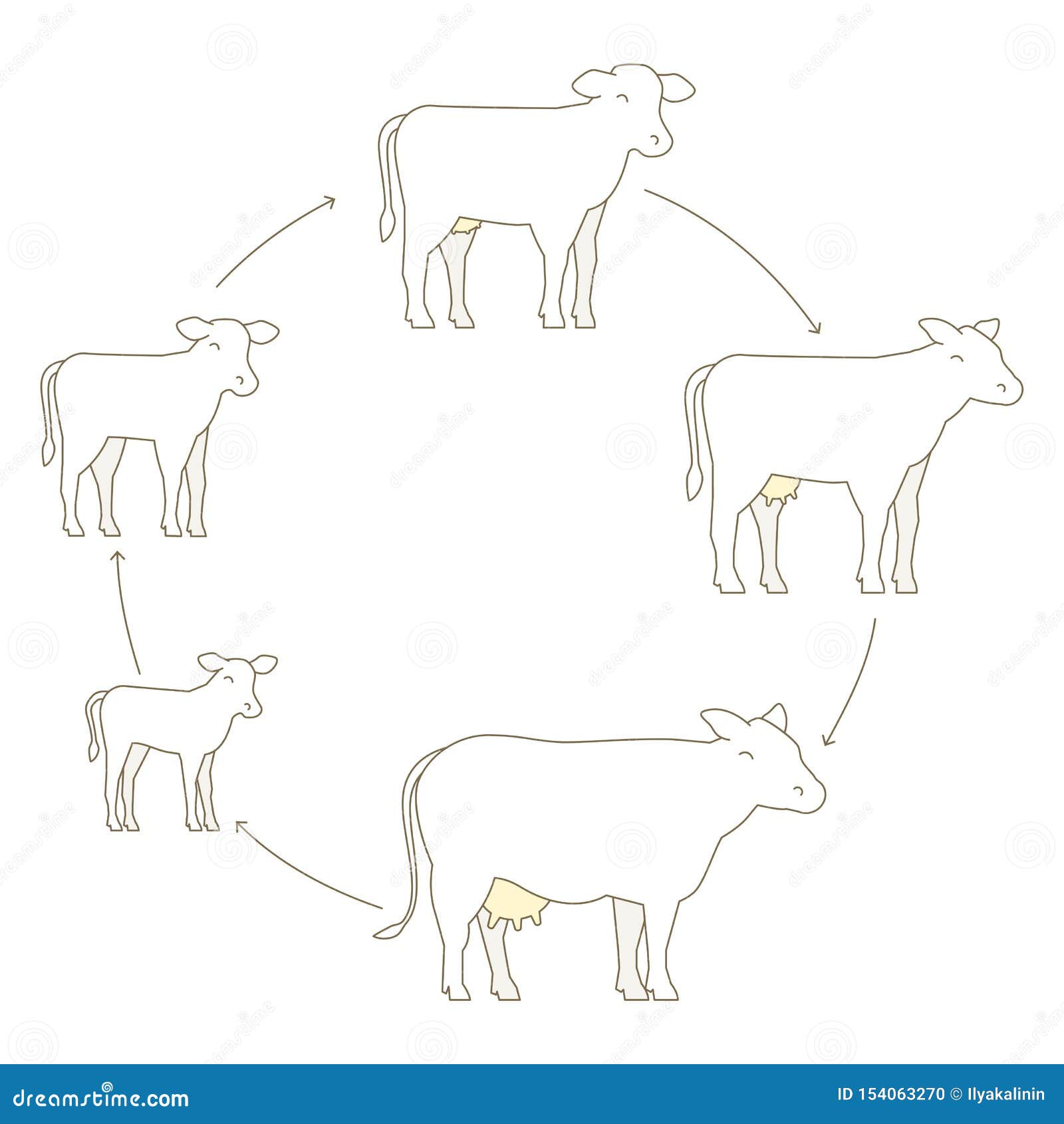 Dairy Cow Life Cycle Stages Dairy Cow Life Cycle Stages