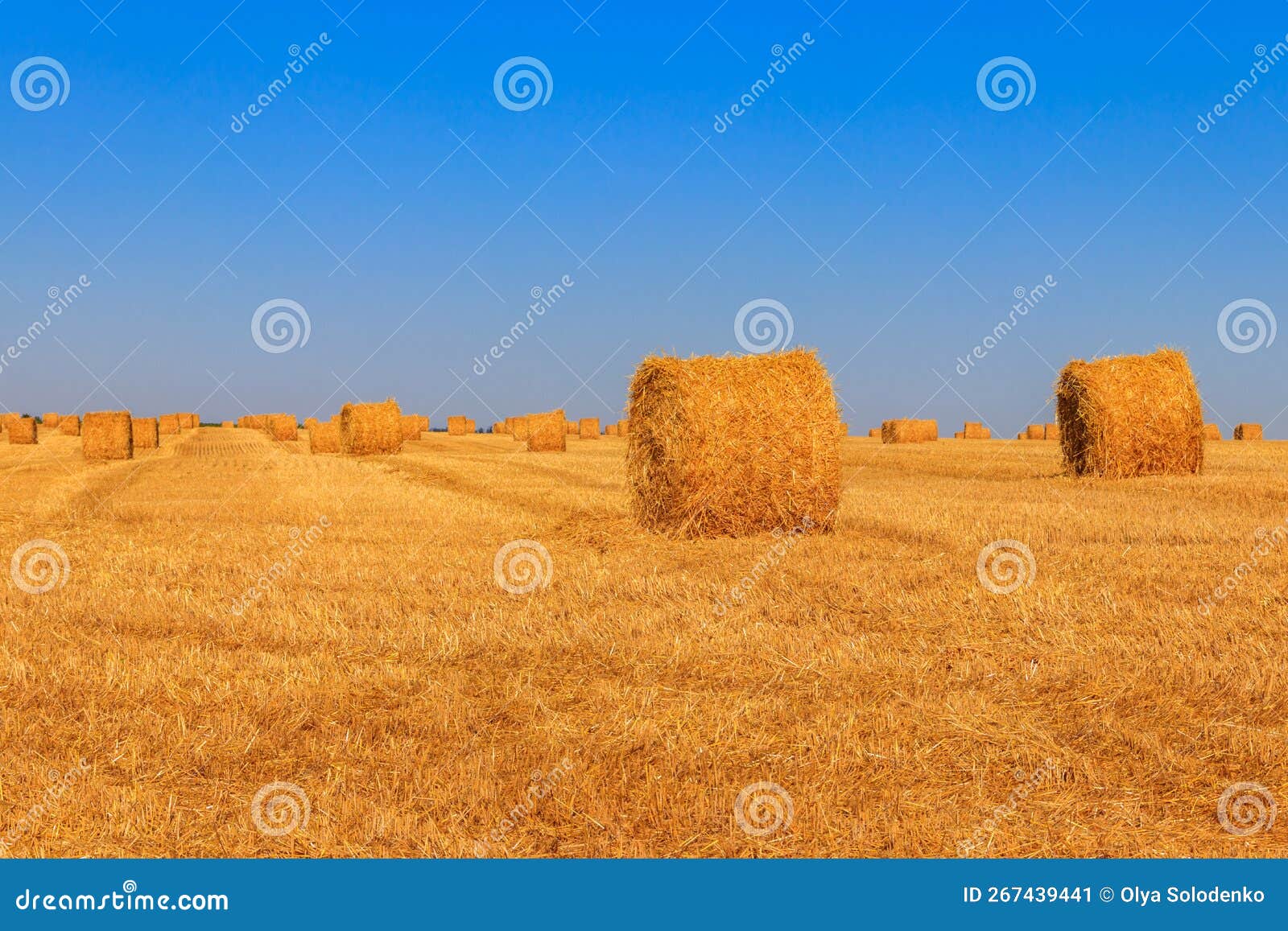 Round Straw Bales on Field after the Grain Harvest Stock Image Image