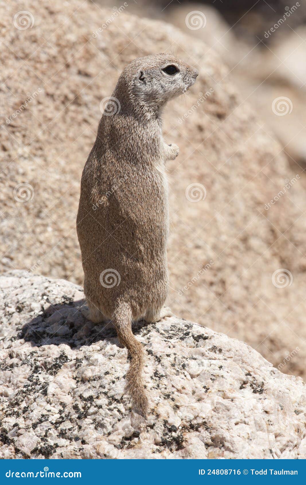 Round-tailed Ground Squirrel Stock Photo - Image of desert, rodent