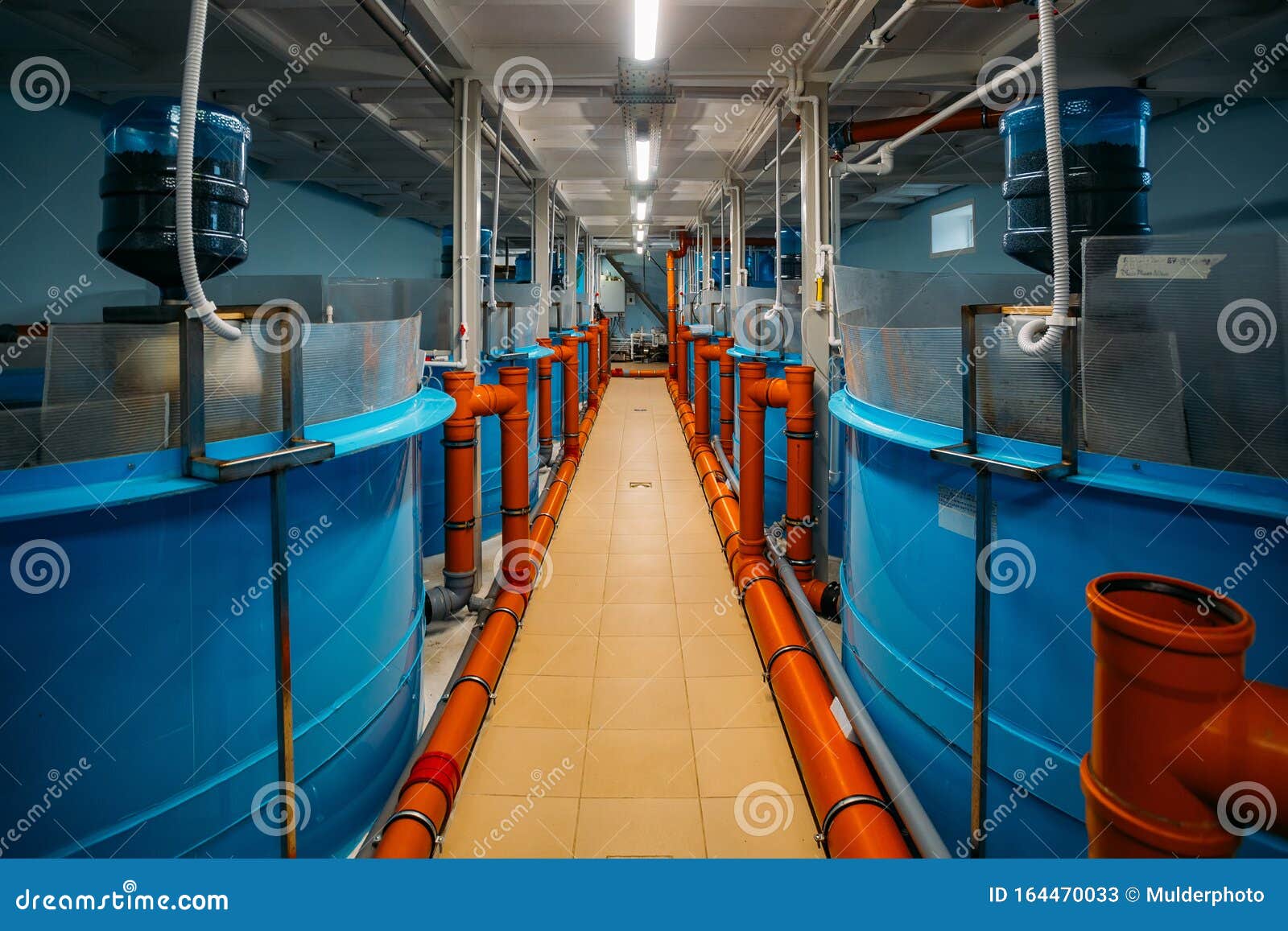 Round Tanks for Growing Sturgeons in Fish Farm Stock Image Image of