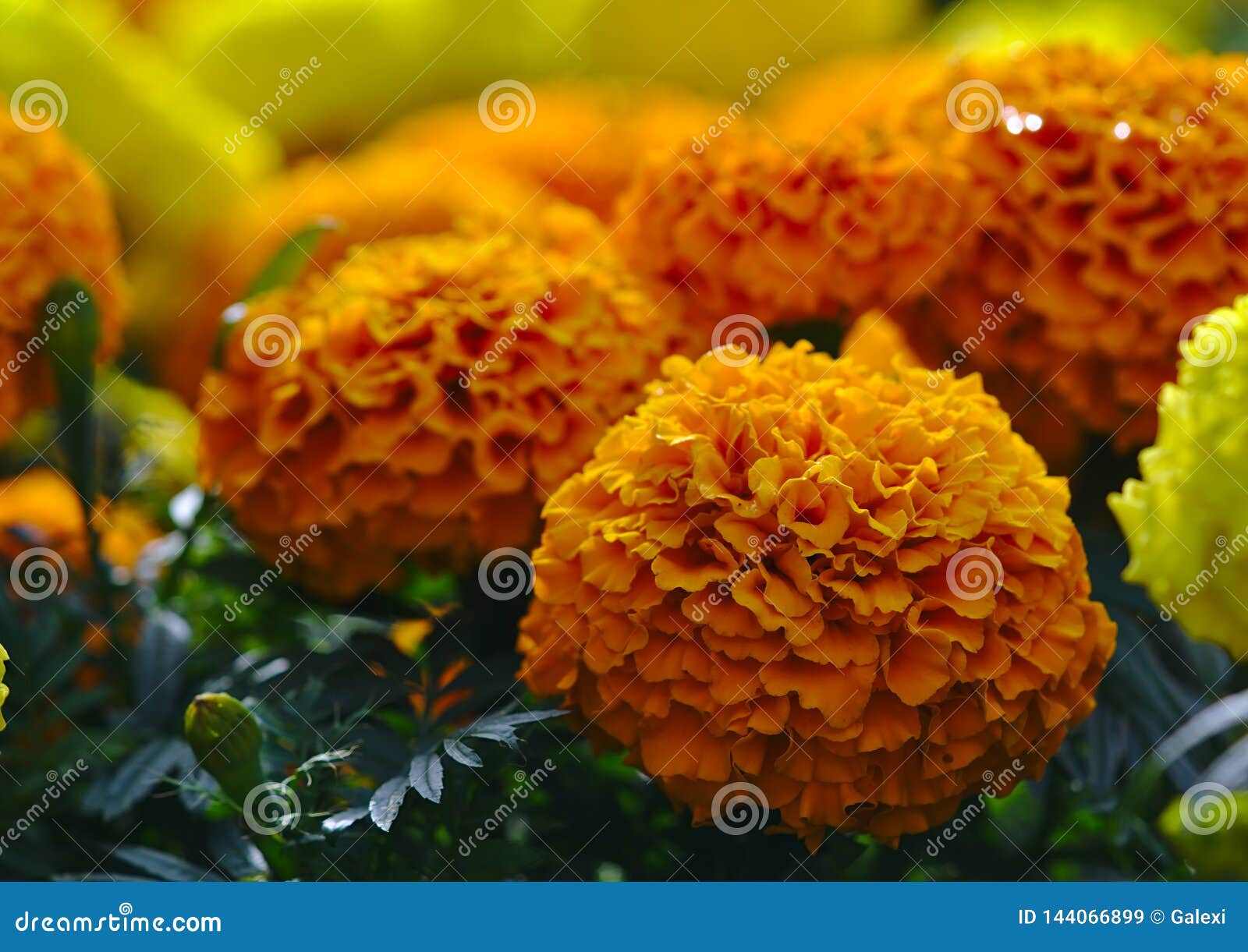 Rounded Ball Shaped Flower in Orange and Yellow Colors Stock Image ...