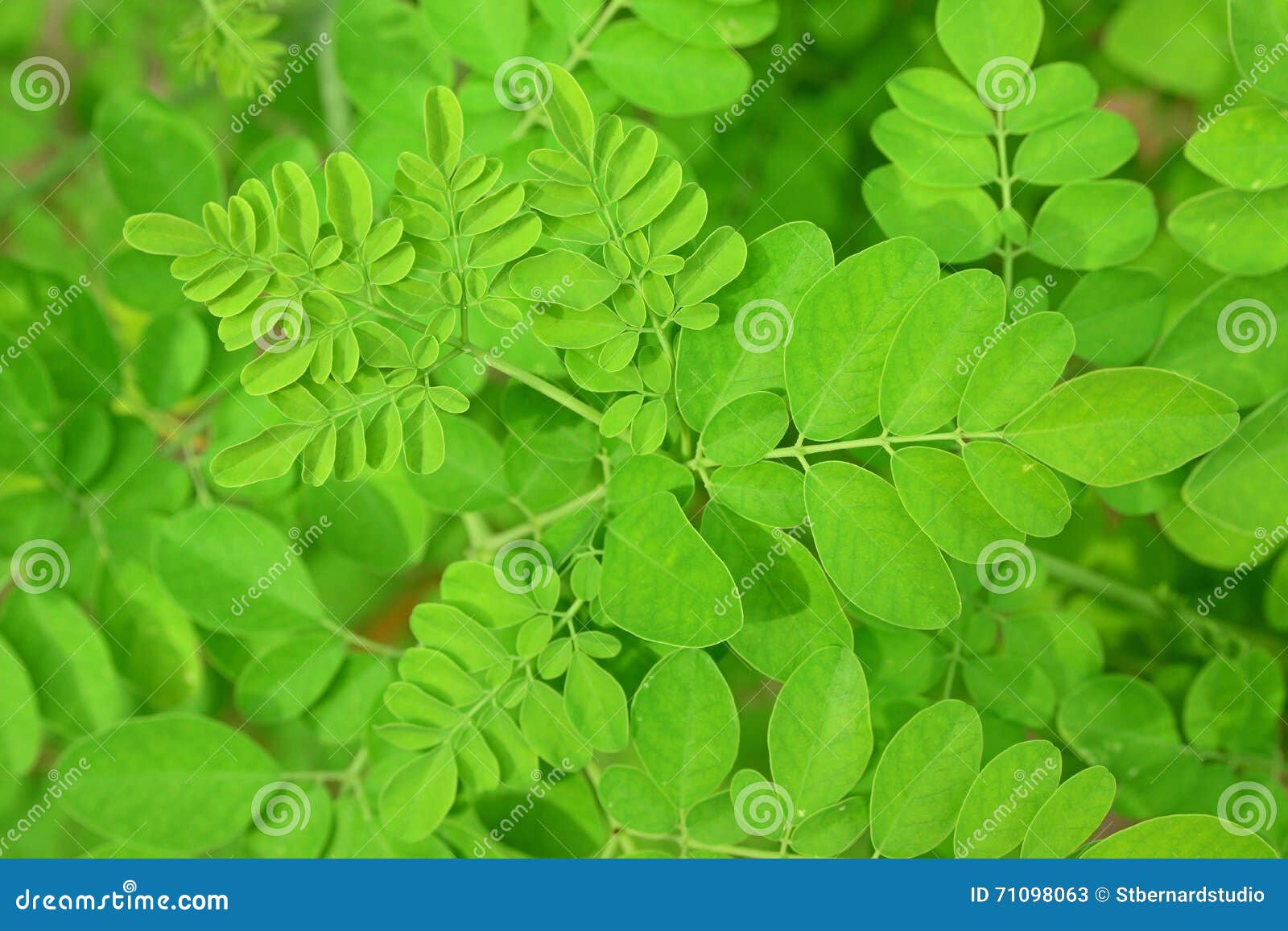 young fresh green rounded leaves of herb moringa oleifera popular for its medicinal properties and health benefits