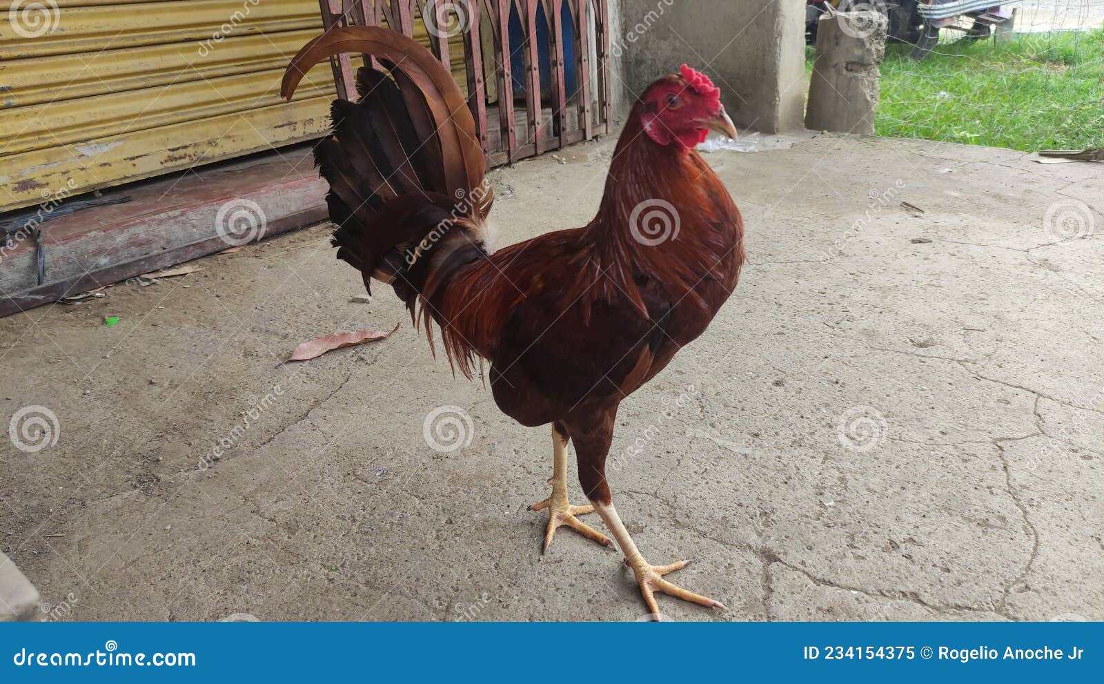 Roundhead Rooster