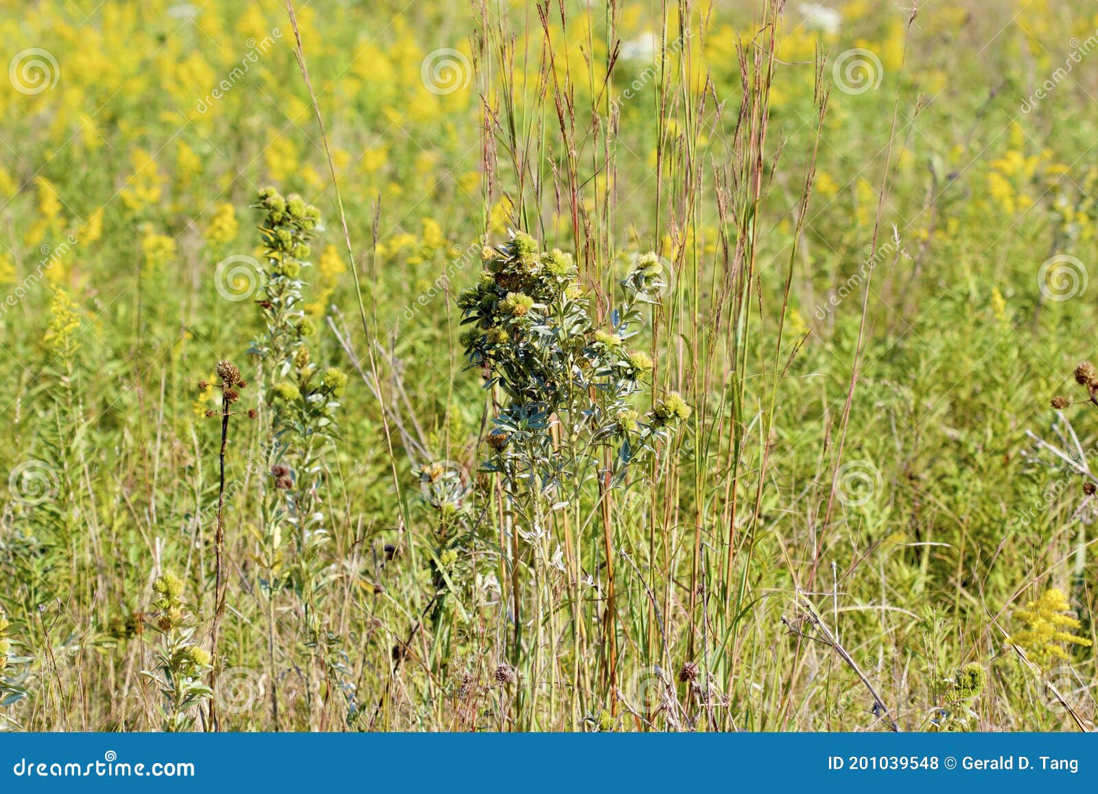 roundheaded bushclover   846594