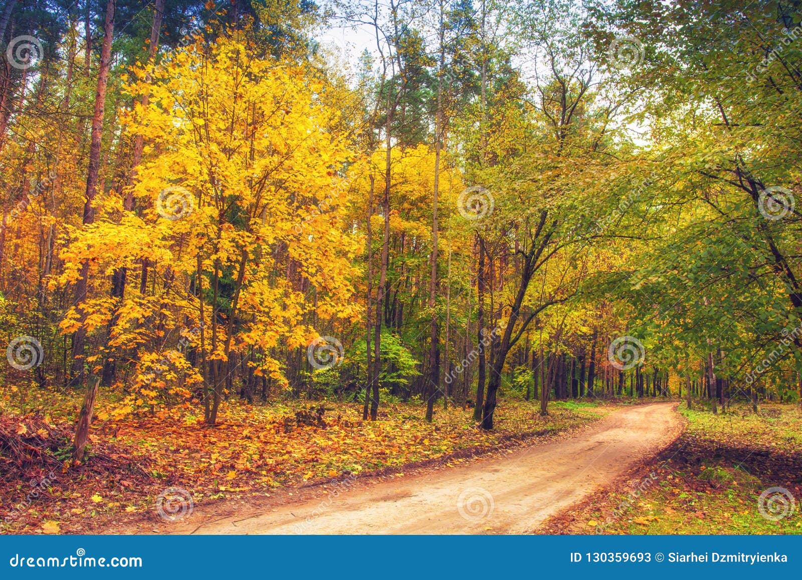 Route Dans Le Paysage De Nature De Foret D Automne Automne Arbres Colores Dans Des Feuilles Jaunes De Foret Sur Des Arbres Dans L Image Stock Image Du Illumine Matin Route Dans Le Paysage De Nature De Foret D Automne Automne Arbres Colores Dans Des Feuilles Jaunes De Foret Sur Des Arbres Dans L Image Stock Image Du Illumine Matin