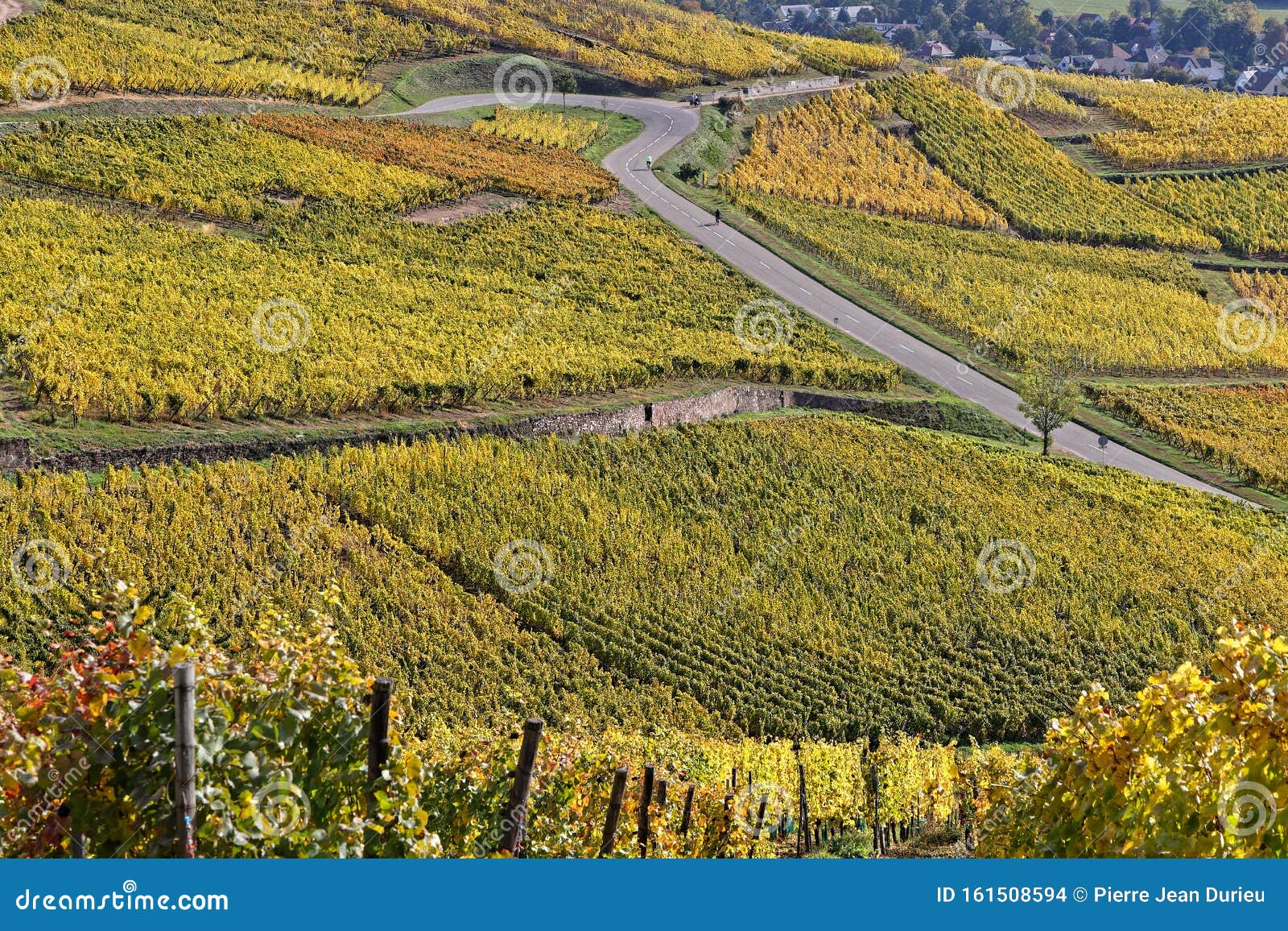 the route des vins winds between vineyards