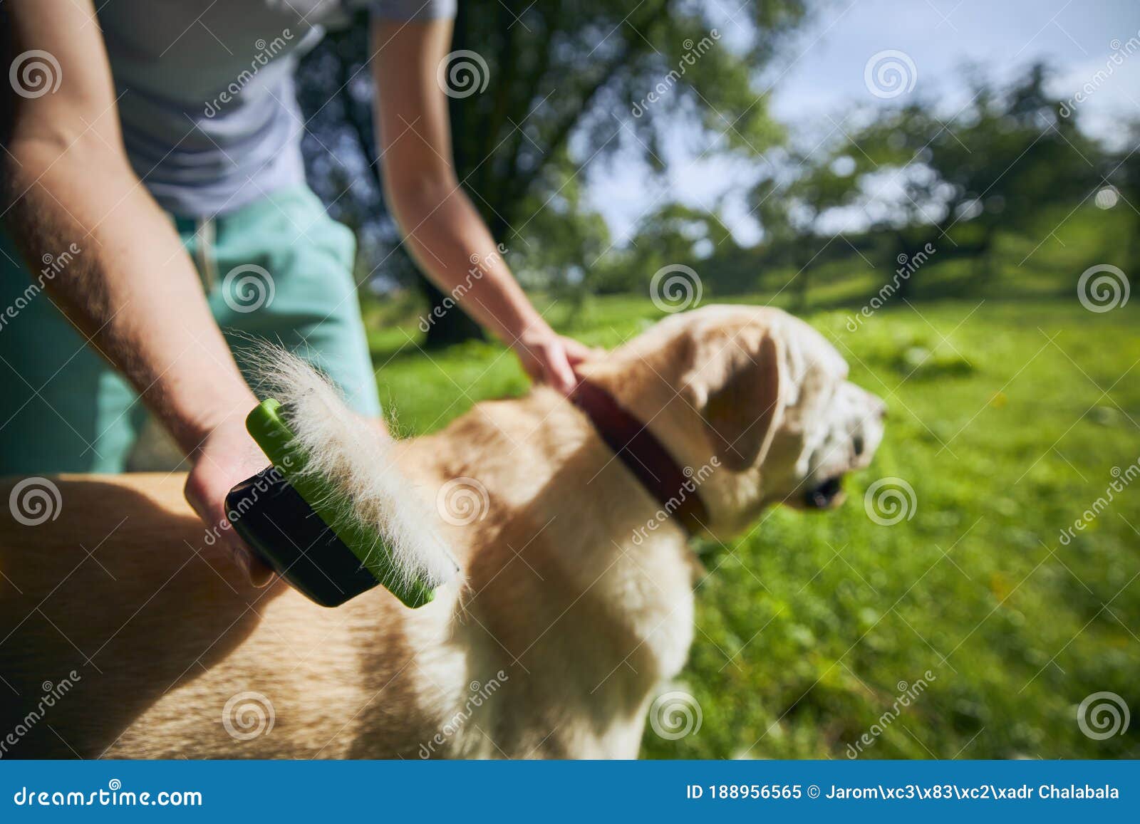 pet owner is brushing fur of his dog