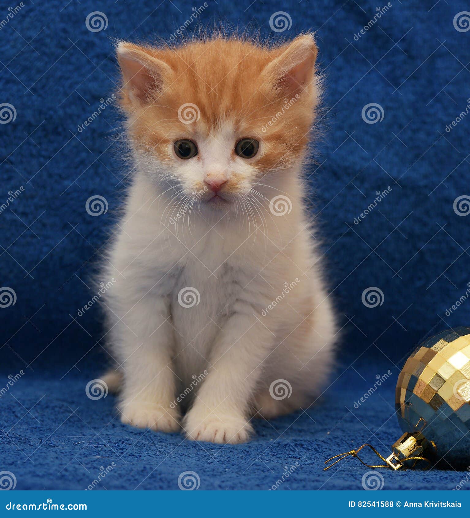 Roux Avec Un Chaton Blanc Sur Un Bleu Photo Stock Image Du Cheveu Affectueux 5415 Roux Avec Un Chaton Blanc Sur Un Bleu Photo Stock Image Du Cheveu Affectueux 5415