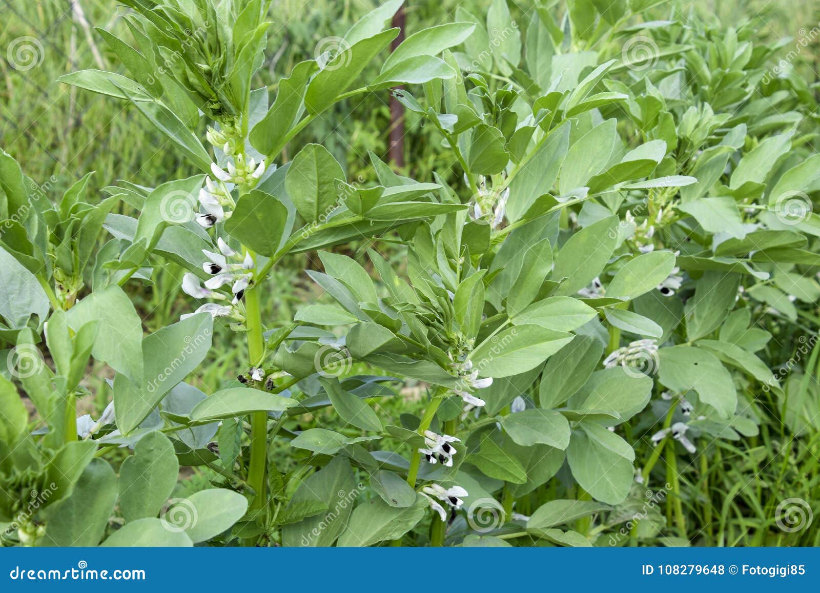 A Row of Beans in the Garden. Green Leaves and Flowers of Beans. Green ...