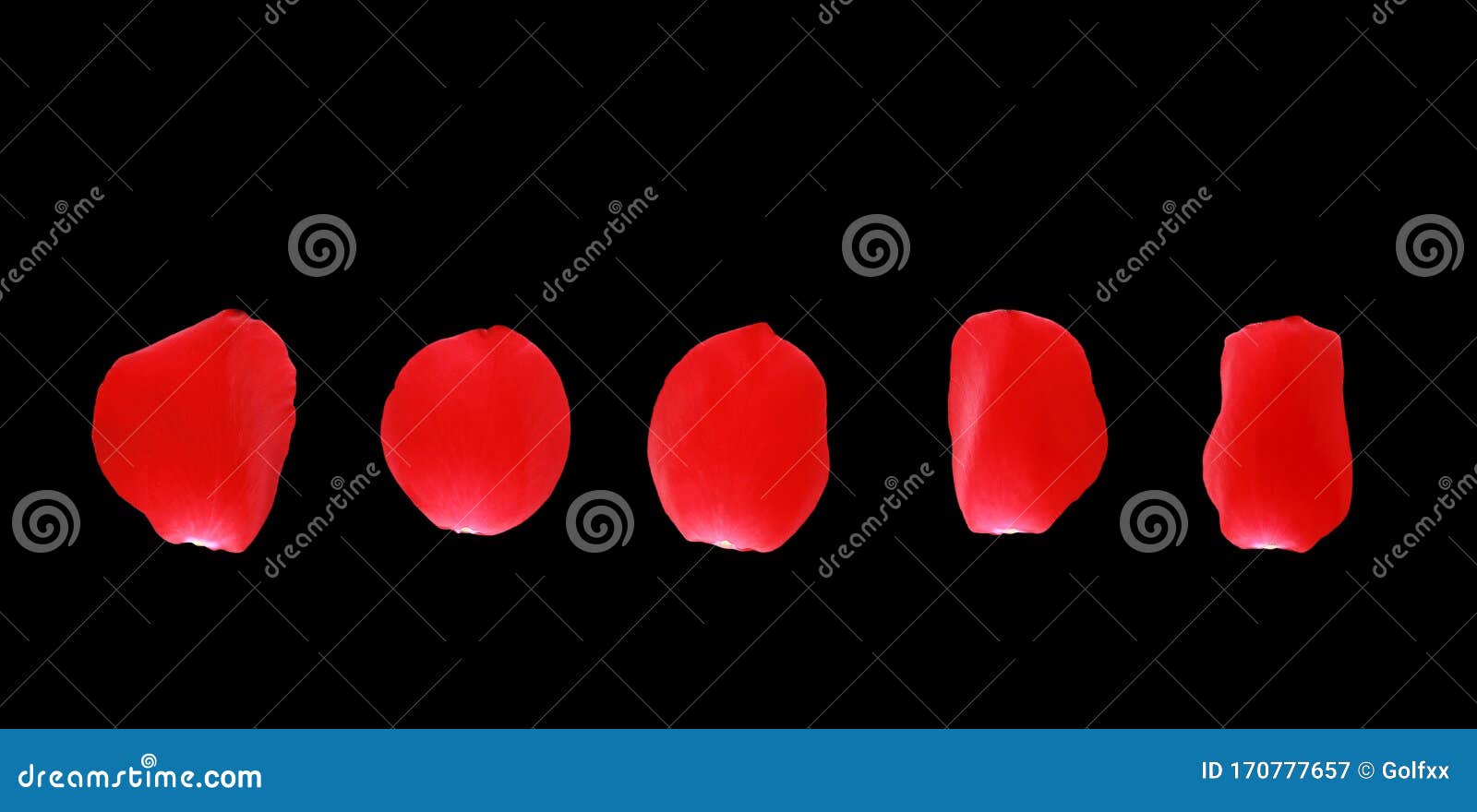 Row of Beautiful Red Rose Petals on Black Background Stock Image
