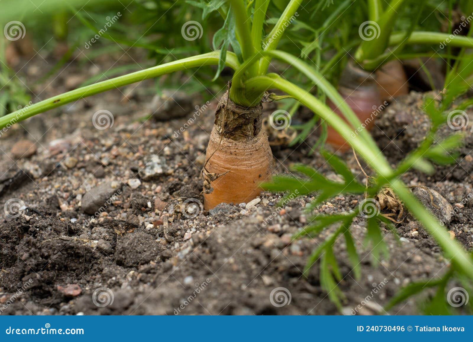 A Row of Carrots in the Garden Bed Stock Photo Image of green