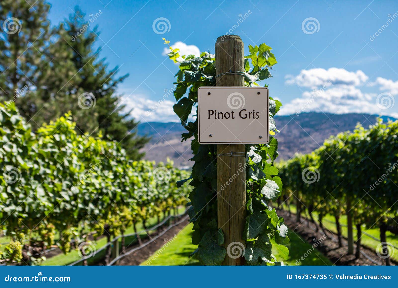 row of commercial pinot gris grapes