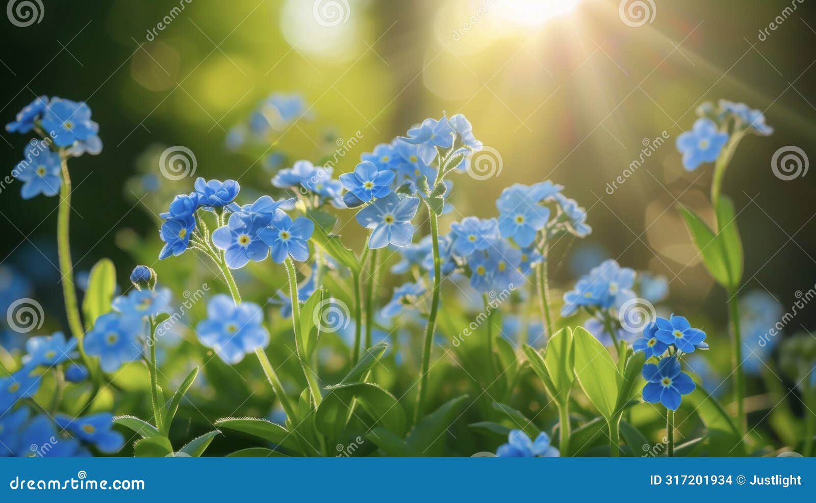 a row of delicate forgetmenots each tiny blue flower seeming to shine in the suns rays ping through their petals