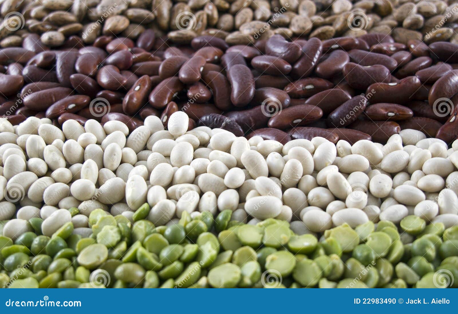 Row of Dried Beans stock photo. Image of fiber, white 22983490