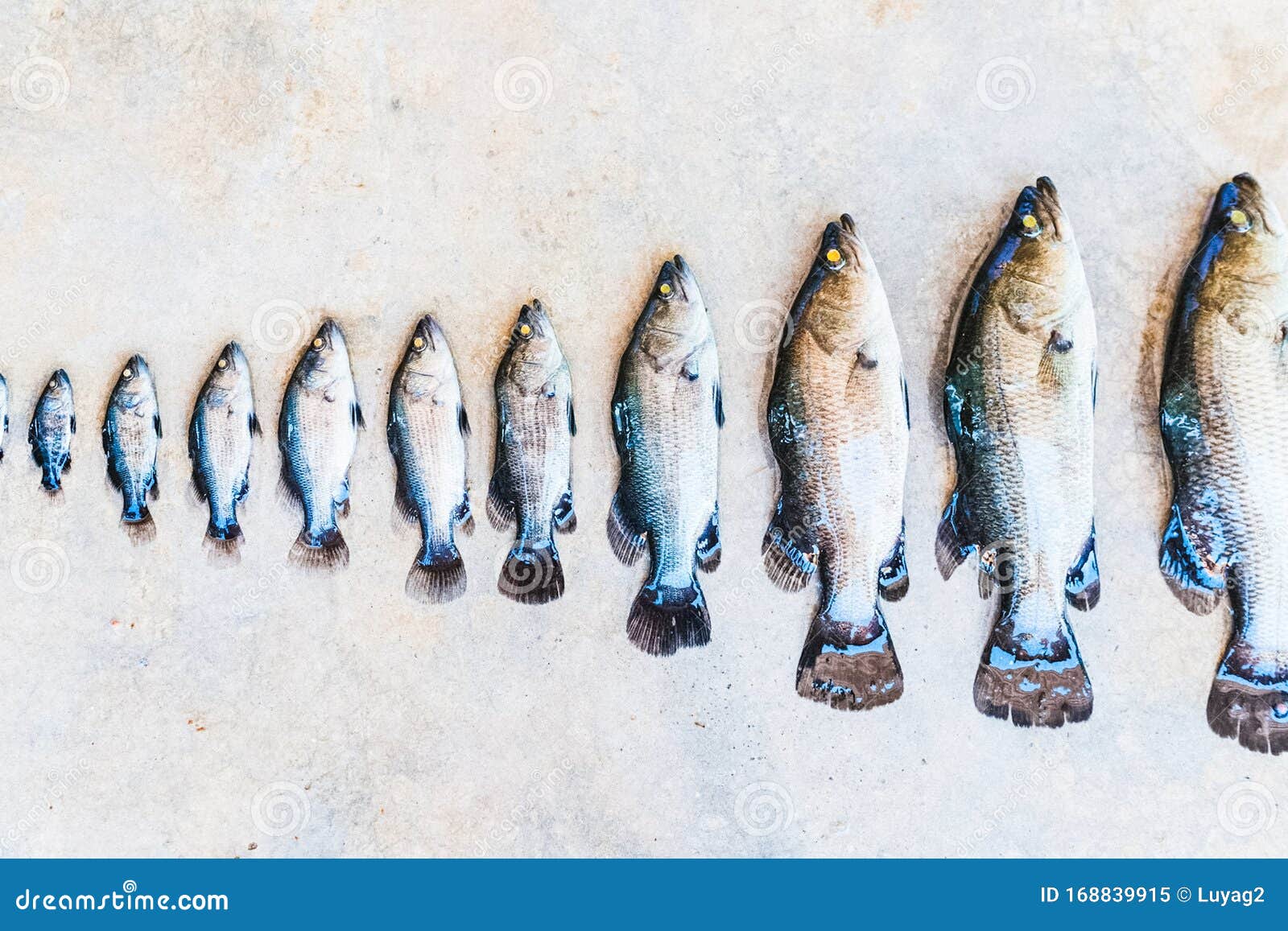 In Row, Fish of Different Sizes. Stages of Fish Growth Stock Image