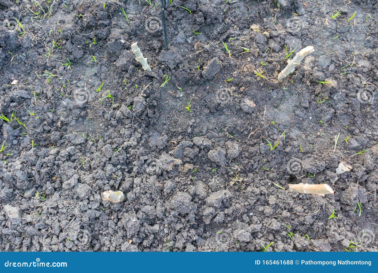 Fresh Cassava Plant with Plastic Cover Stock Photo Image of fresh