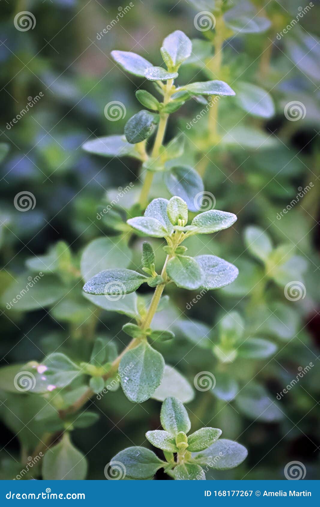 Row of Fresh Green Thyme Plants Growing Stock Image Image of
