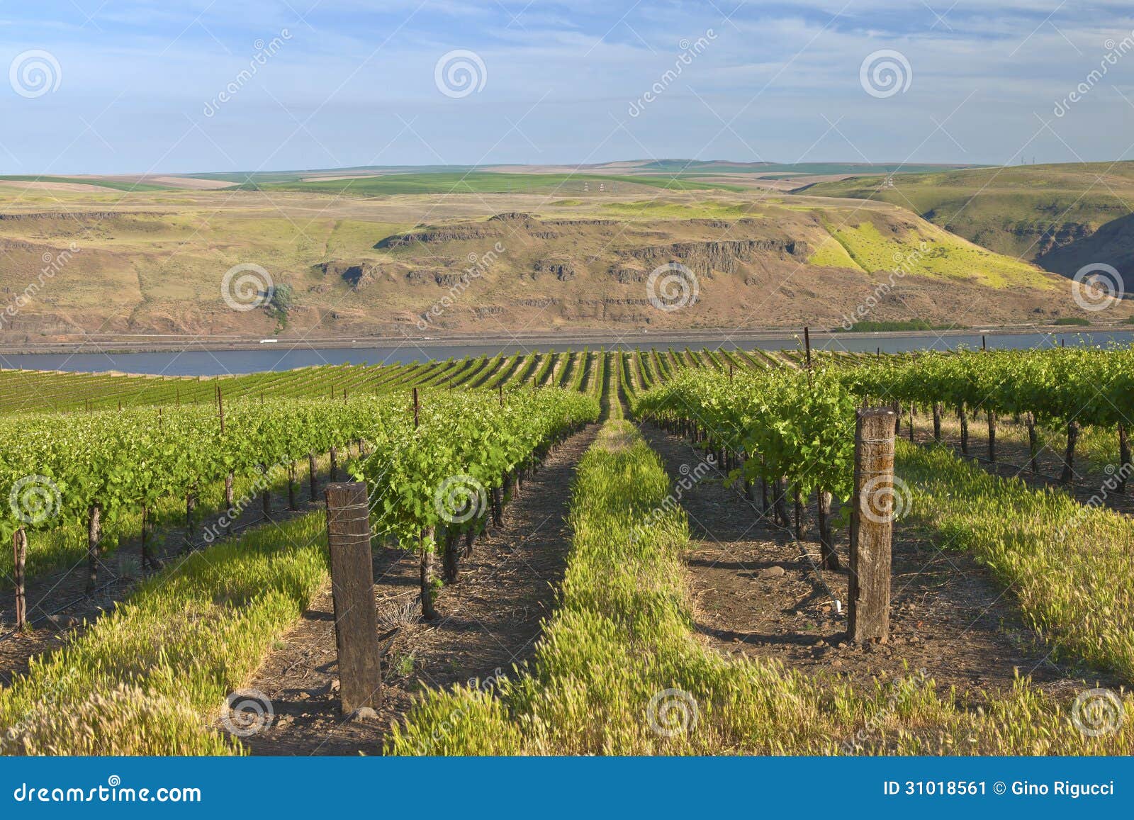 Row of fresh vines in the Columbia Gorge OR. Row of new vines in a vineyard in the Columbia river gorge OR.