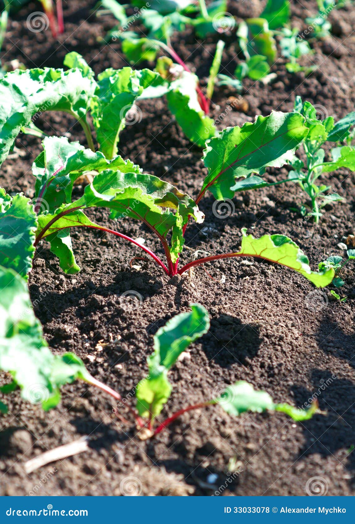 Row of green beet sprouts stock photo. Image of vegetable 33033078