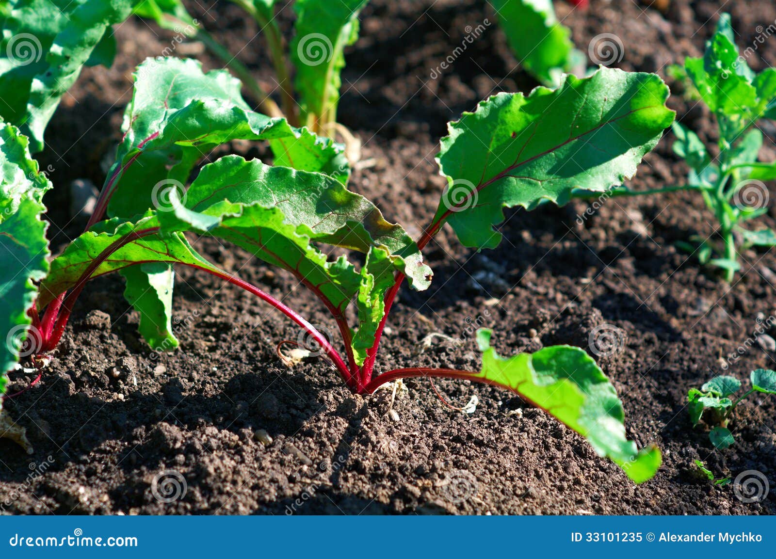 Row of green beet sprouts stock image. Image of healthy 33101235