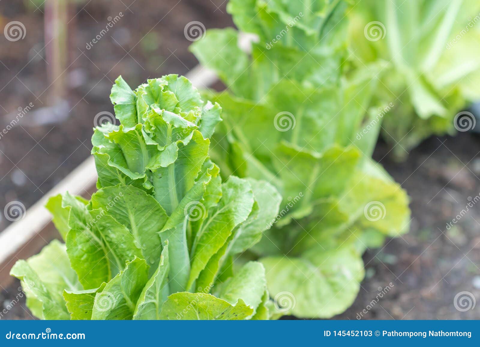 Green Oak Lettuce at the Garden Stock Image - Image of health, crop ...